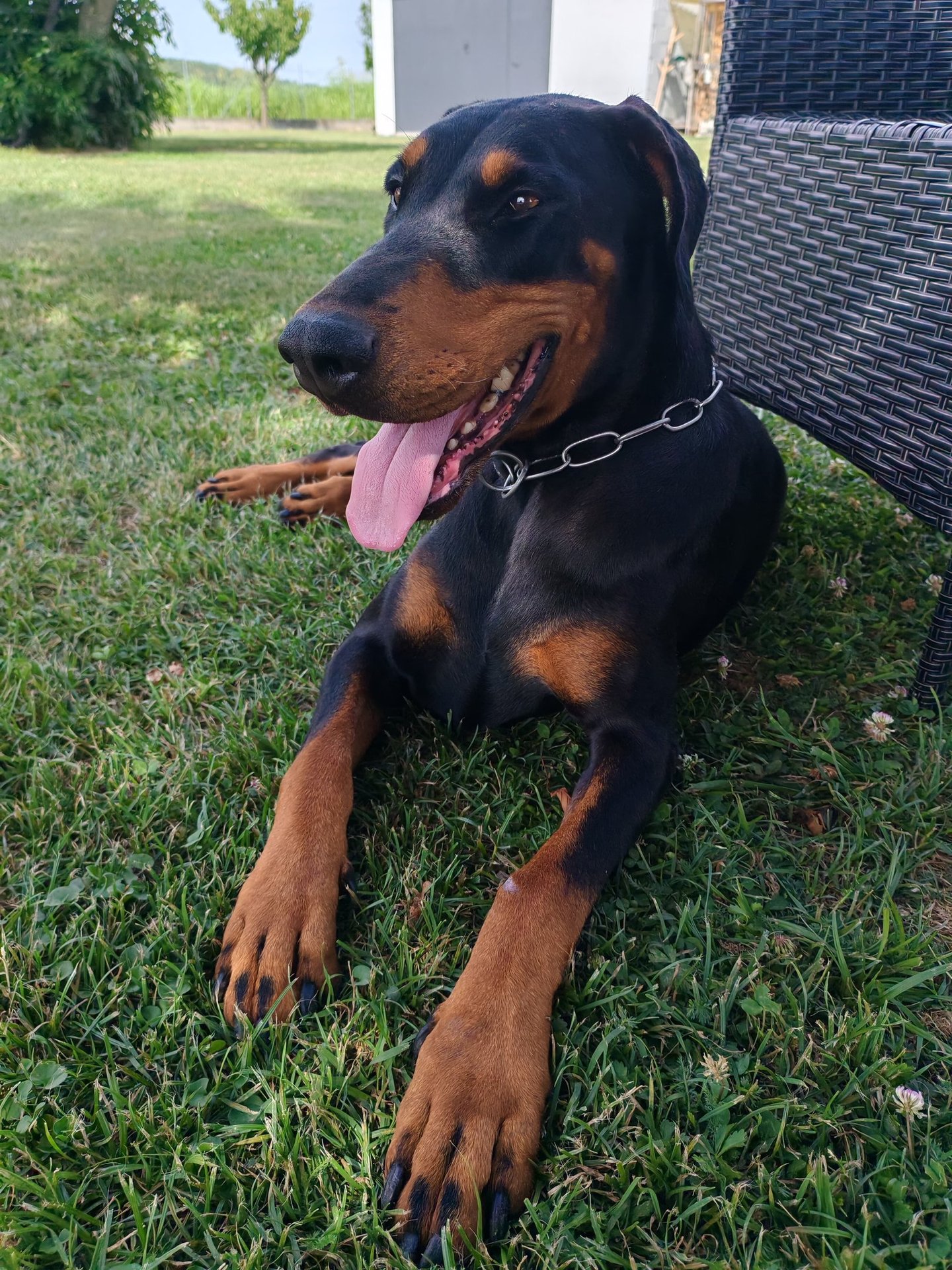 A black and tan Doberman Pinscher puppy with uncropped ears relaxing on a green lawn.