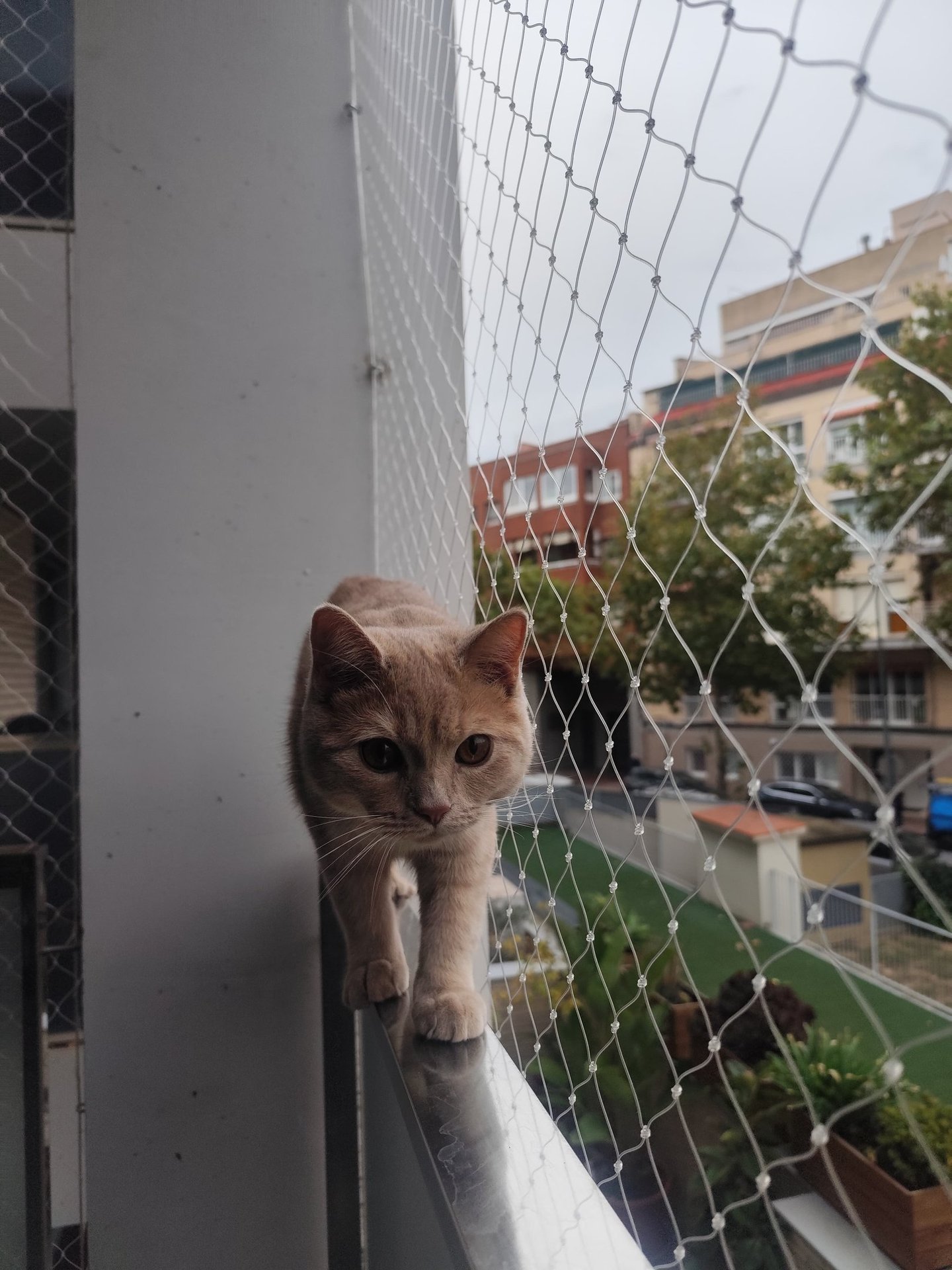 Gato caminando por la barandilla con red protectora en balcon