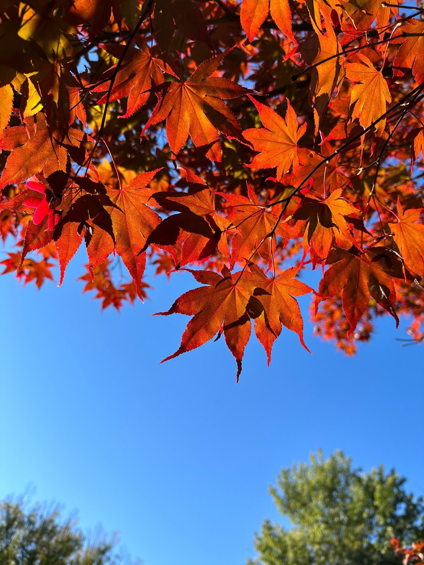 This is a picture of sunlit fall foliage against the blue sky.