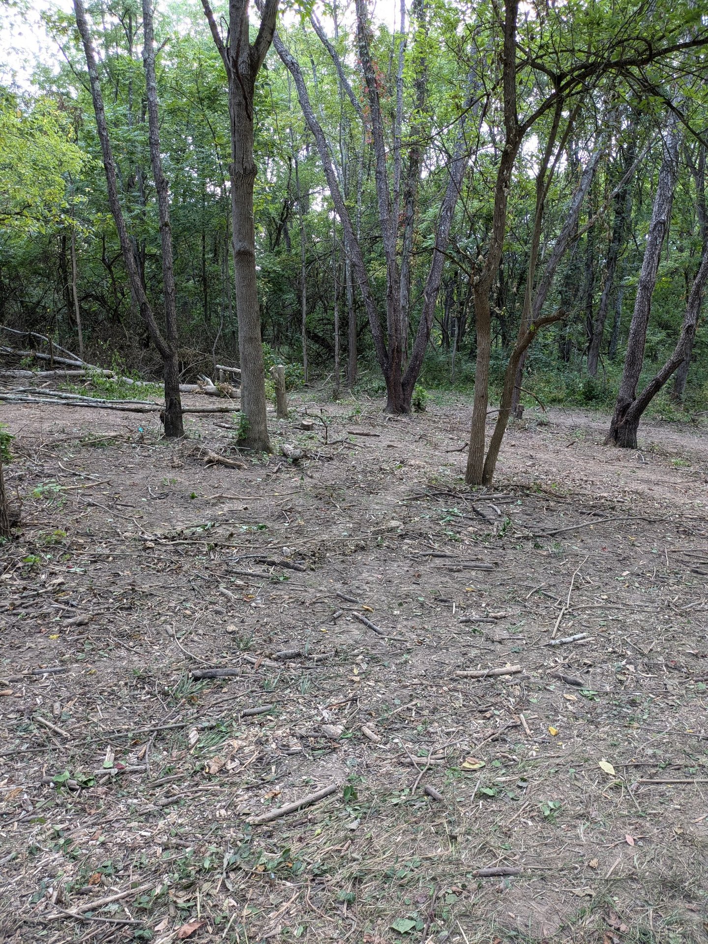 A barren looking woodland after honeysuckle is removed