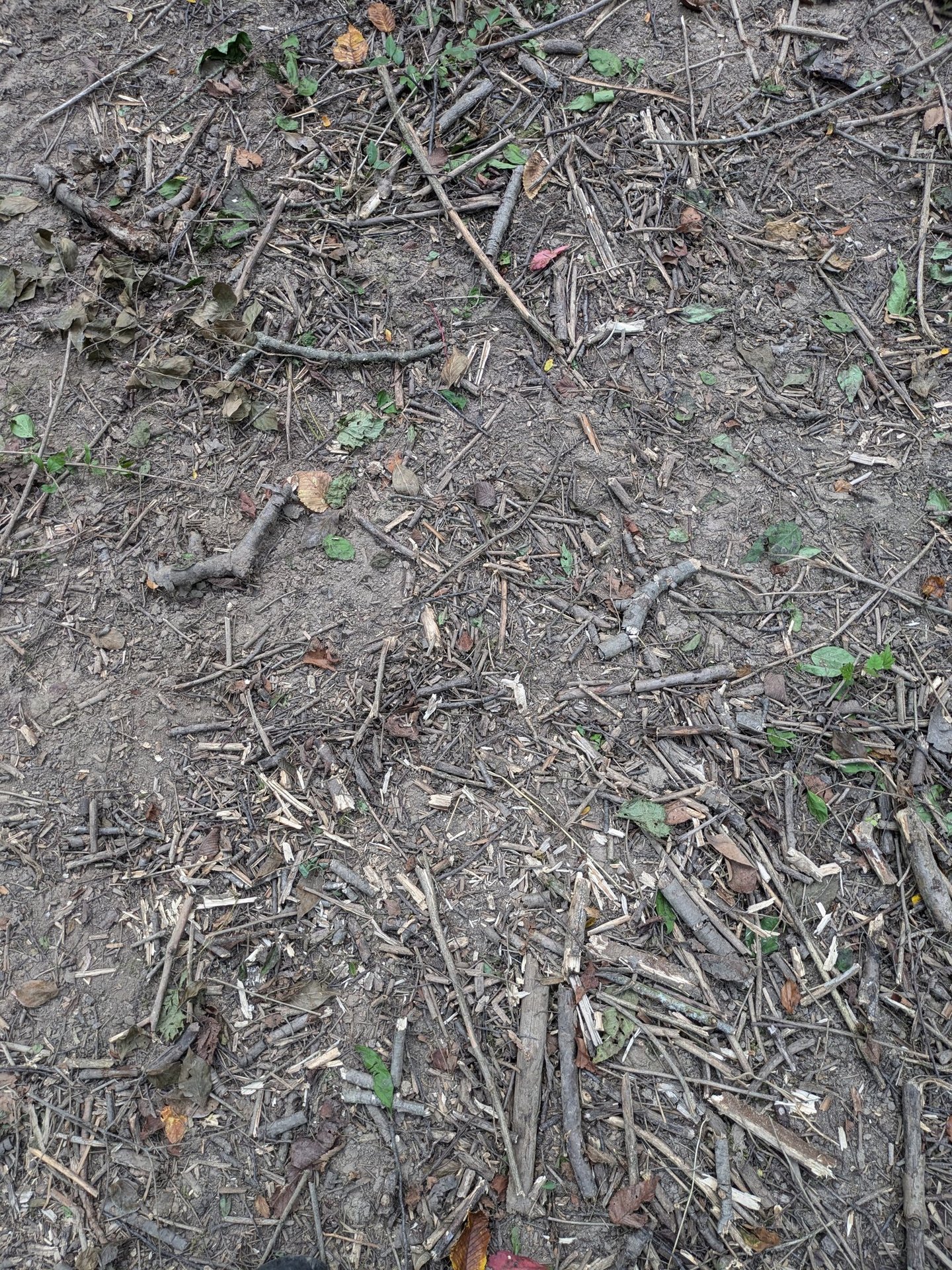 A close up image of barren dirt under honeysuckle