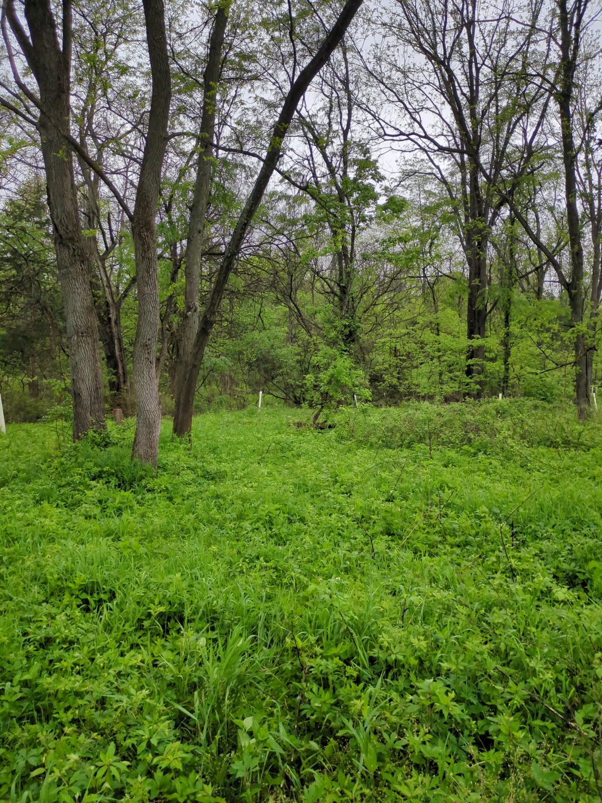 A forest regrowing after removal of invasive honeysuckle