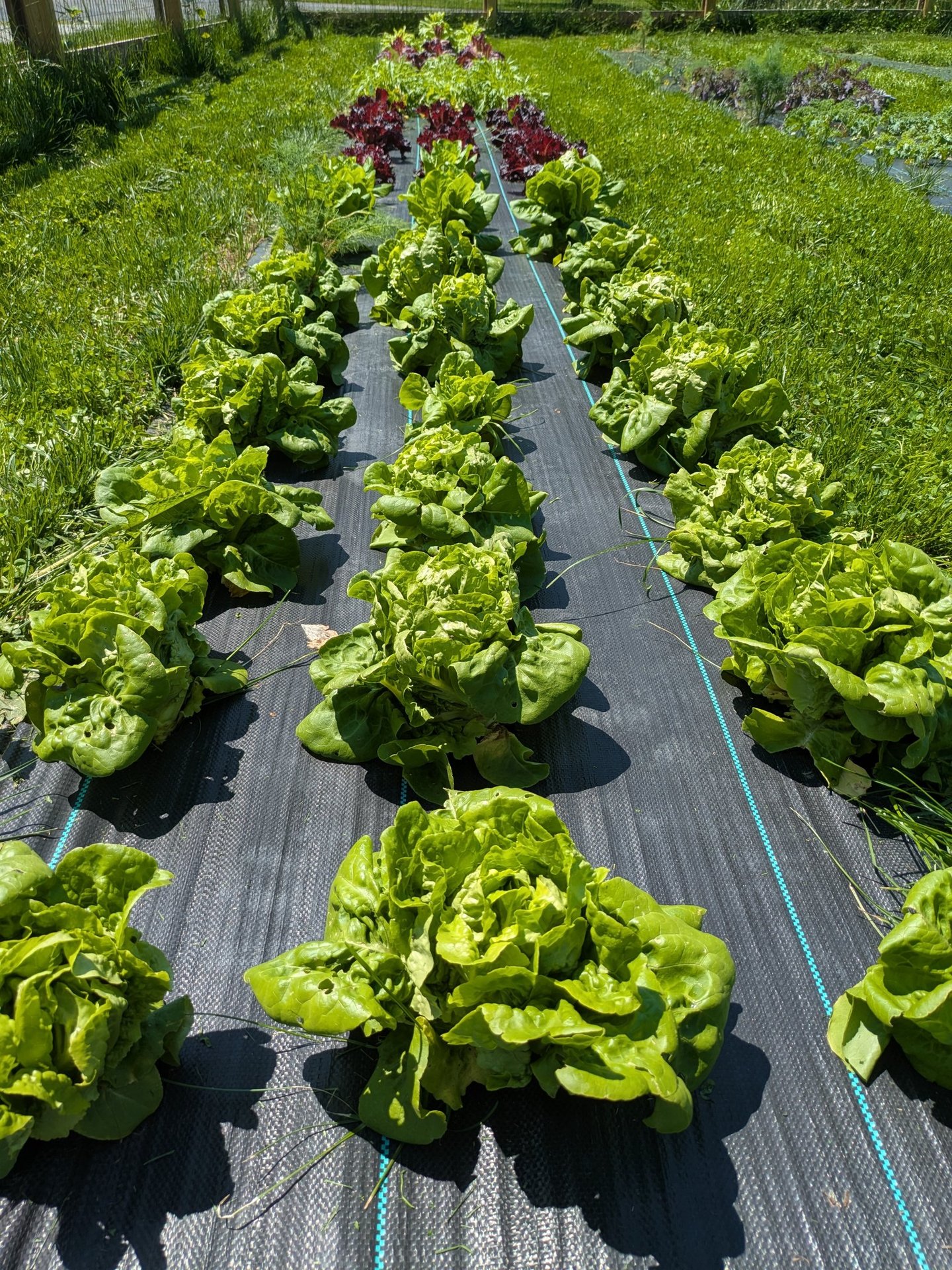Lettuce Row