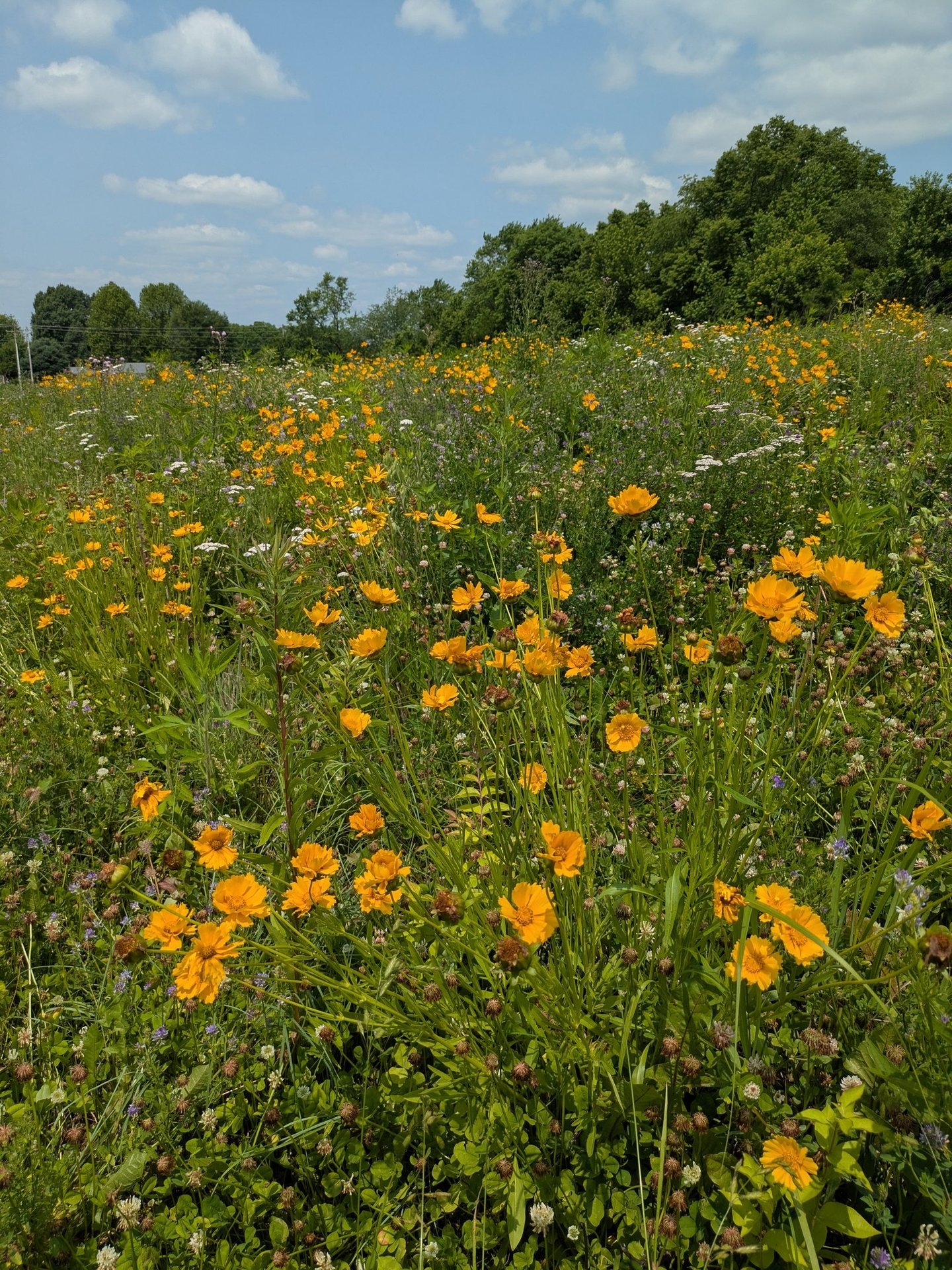 A colorful wildflower field