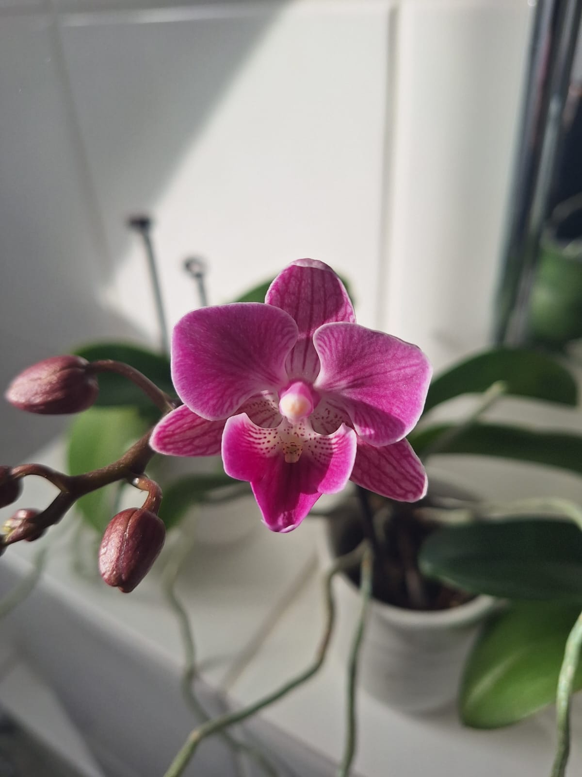one pink Orchid