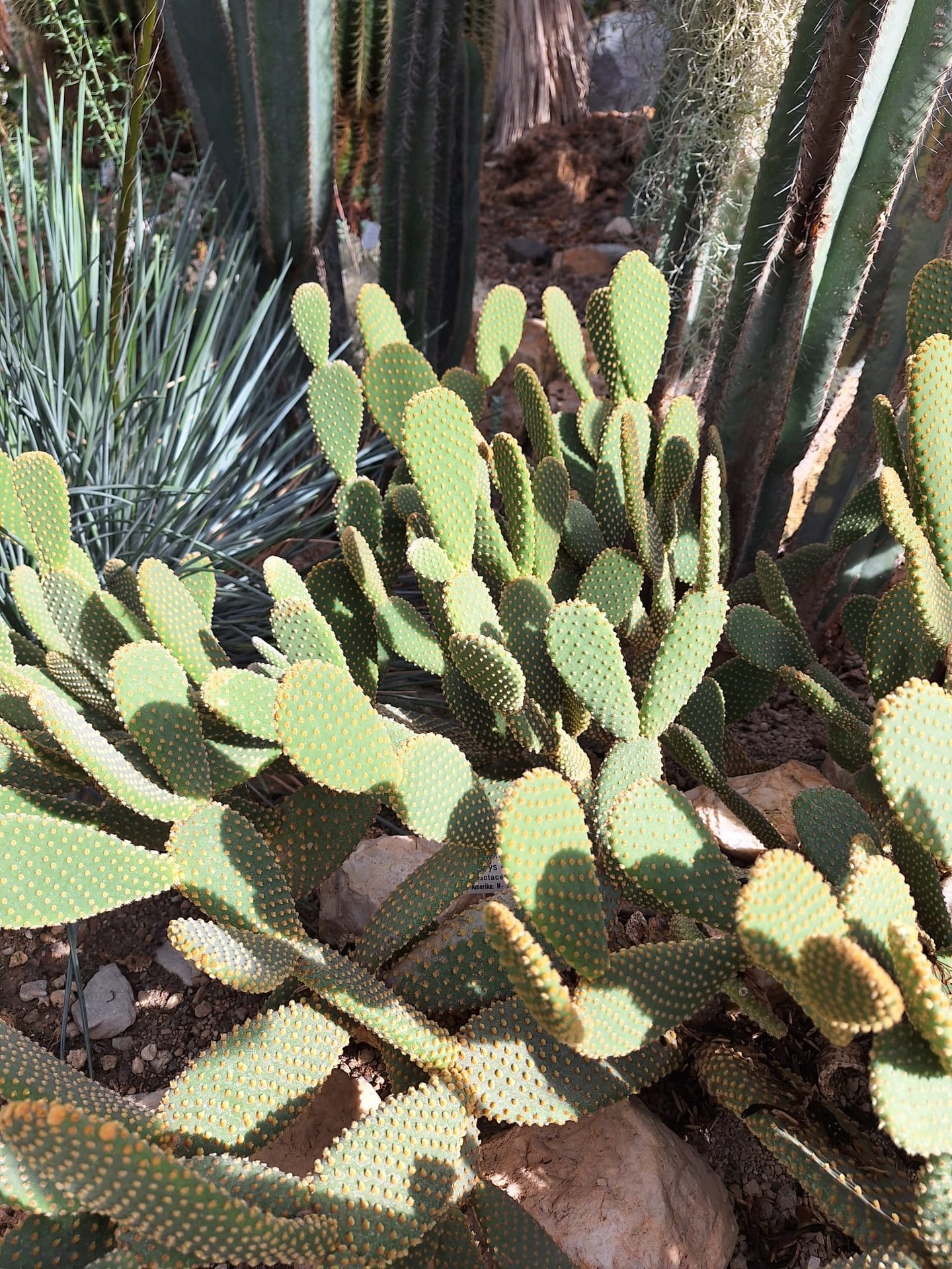 a lot of bright green cacti with tiny spines