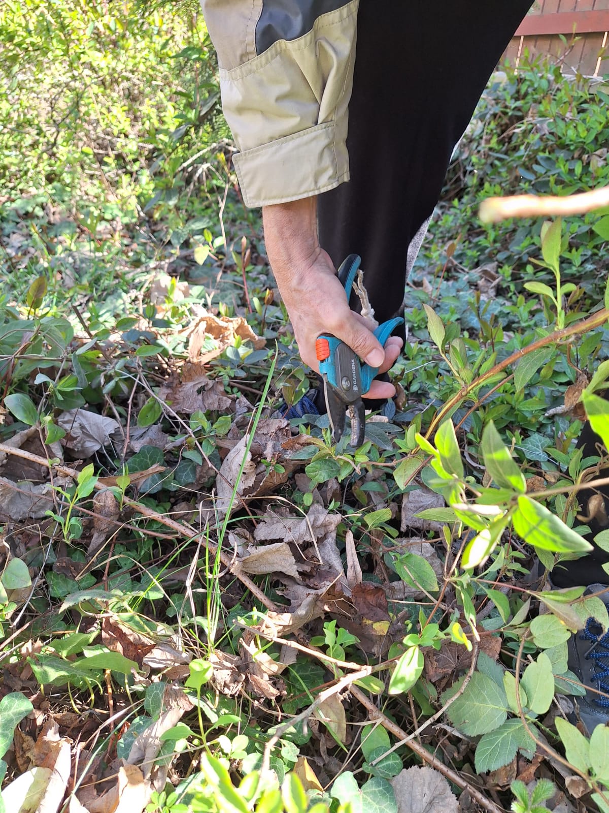 a preson trimming a bush in our garden