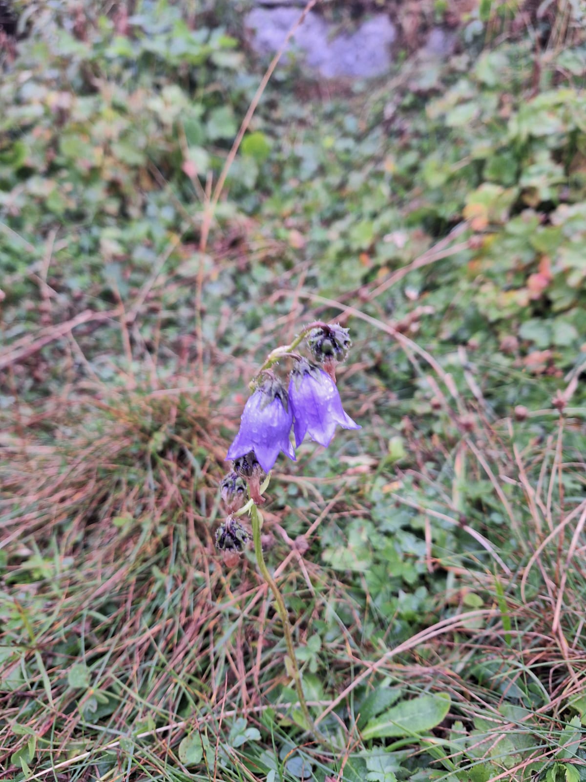 two purple hangng Bearded Bellflowers