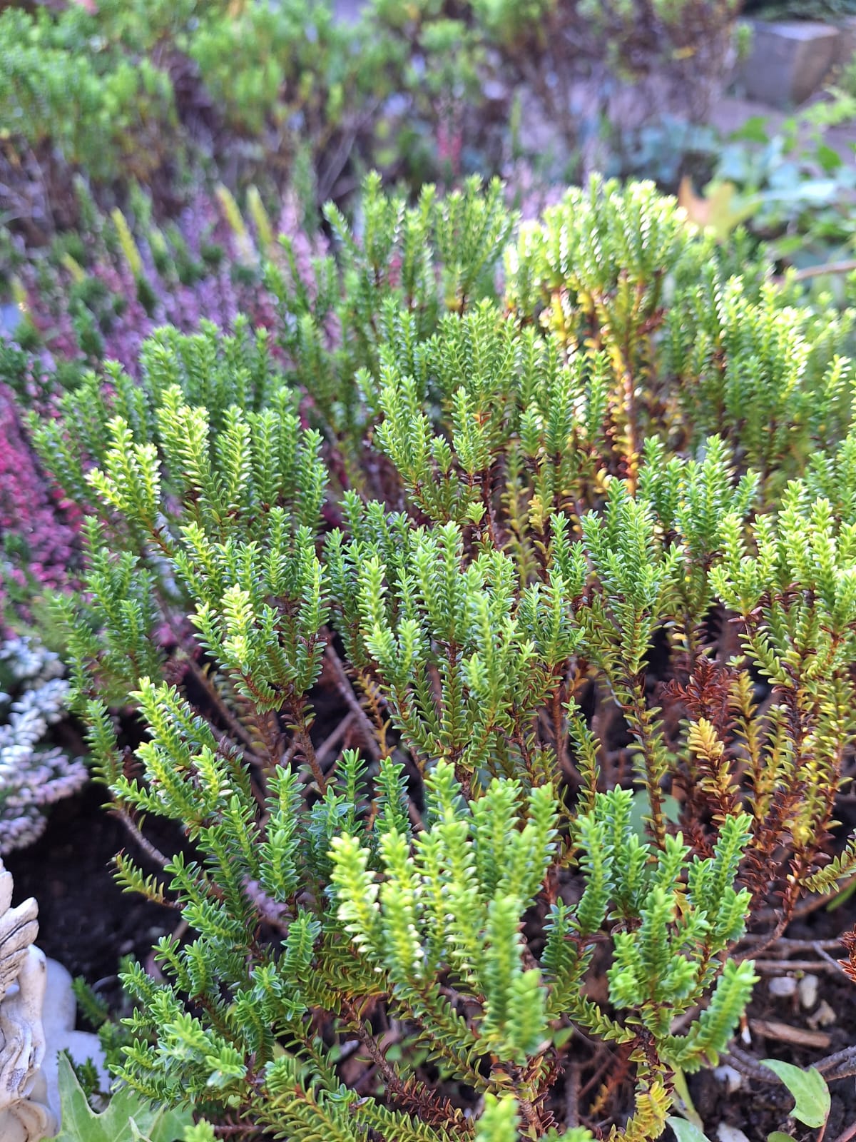 a small green shrub with very tiny leaves