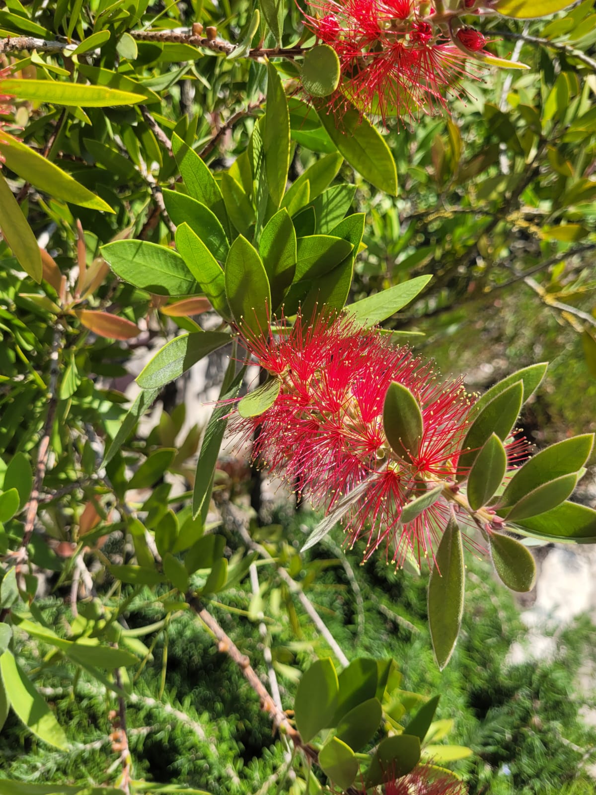 an exotic red Bottle Brush flower on a tree