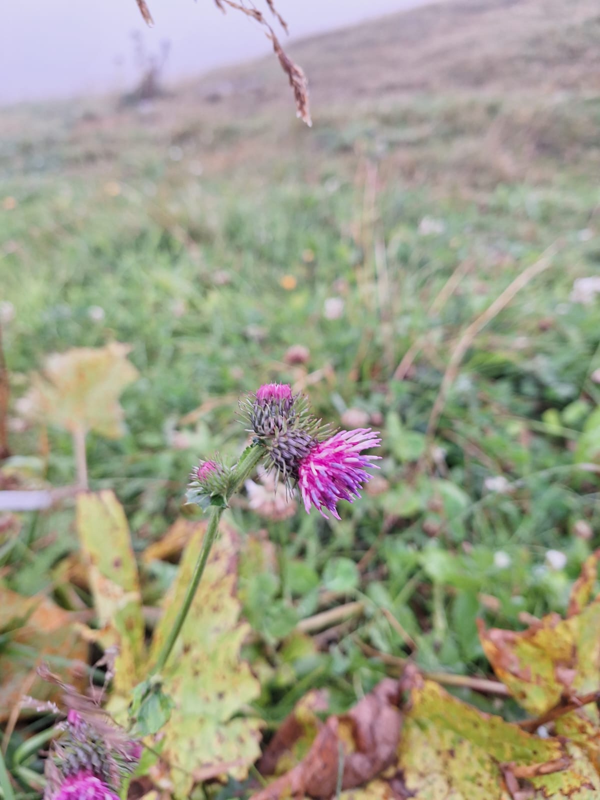 one pink Alpine Tistle booming in a meadow