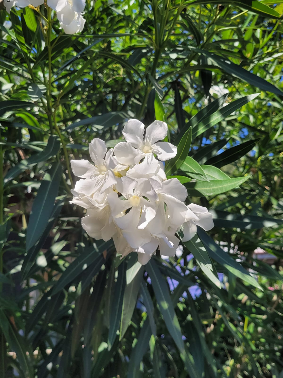 a healthy Oleander bush that dosen't need deadheading