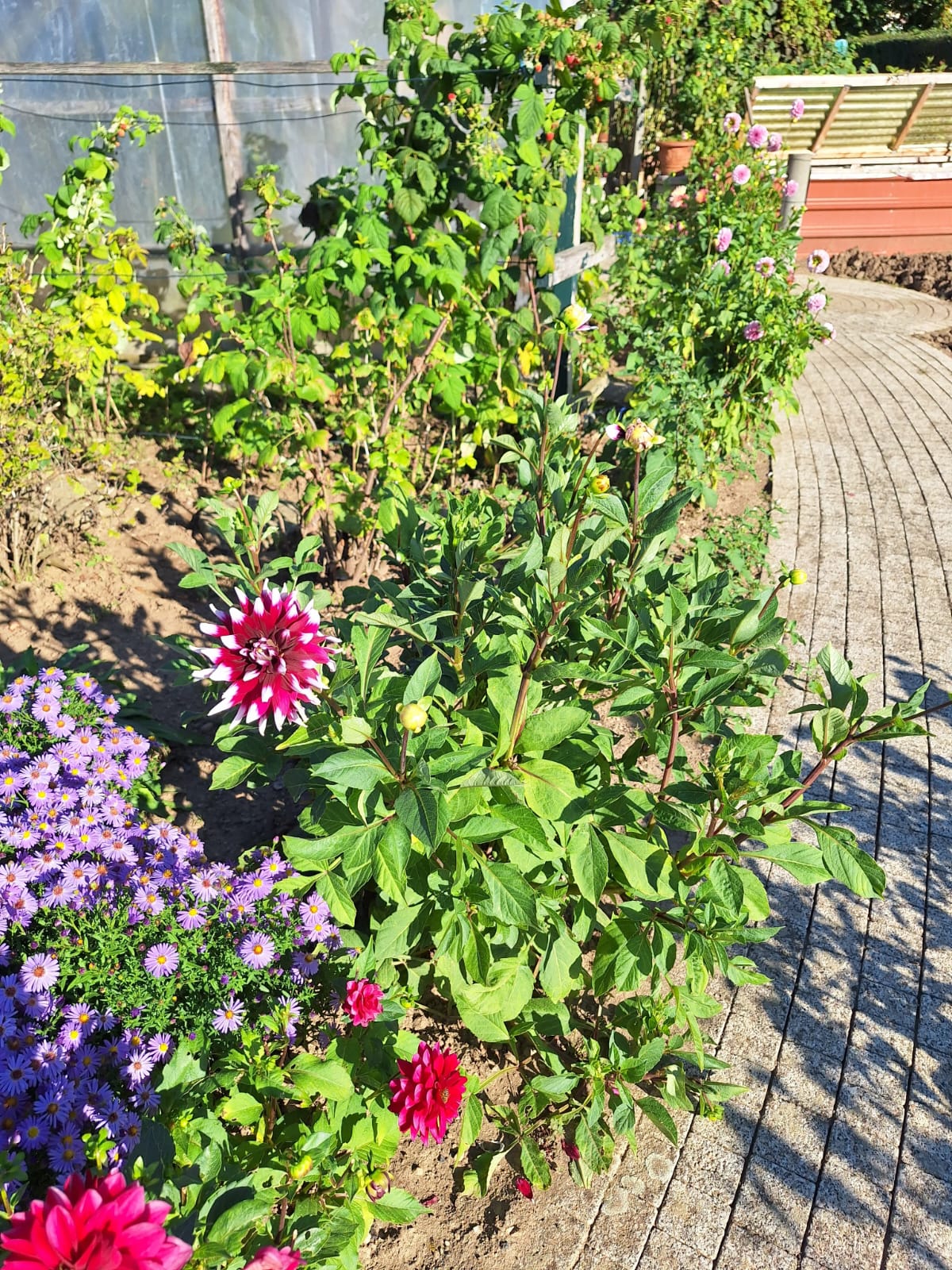 multiple shrubs with flowers in full sun