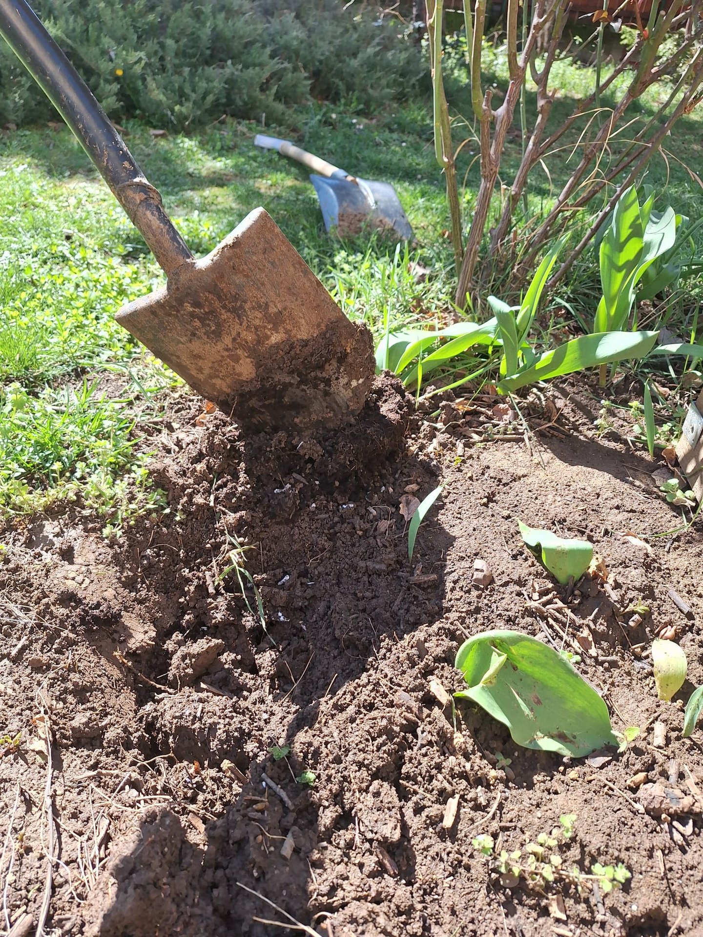 our spot after we removed the shrub