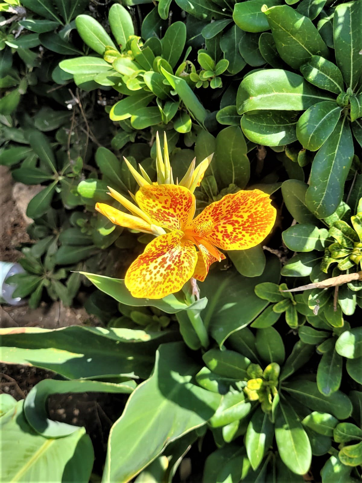 one yellow Canna Lily with red points