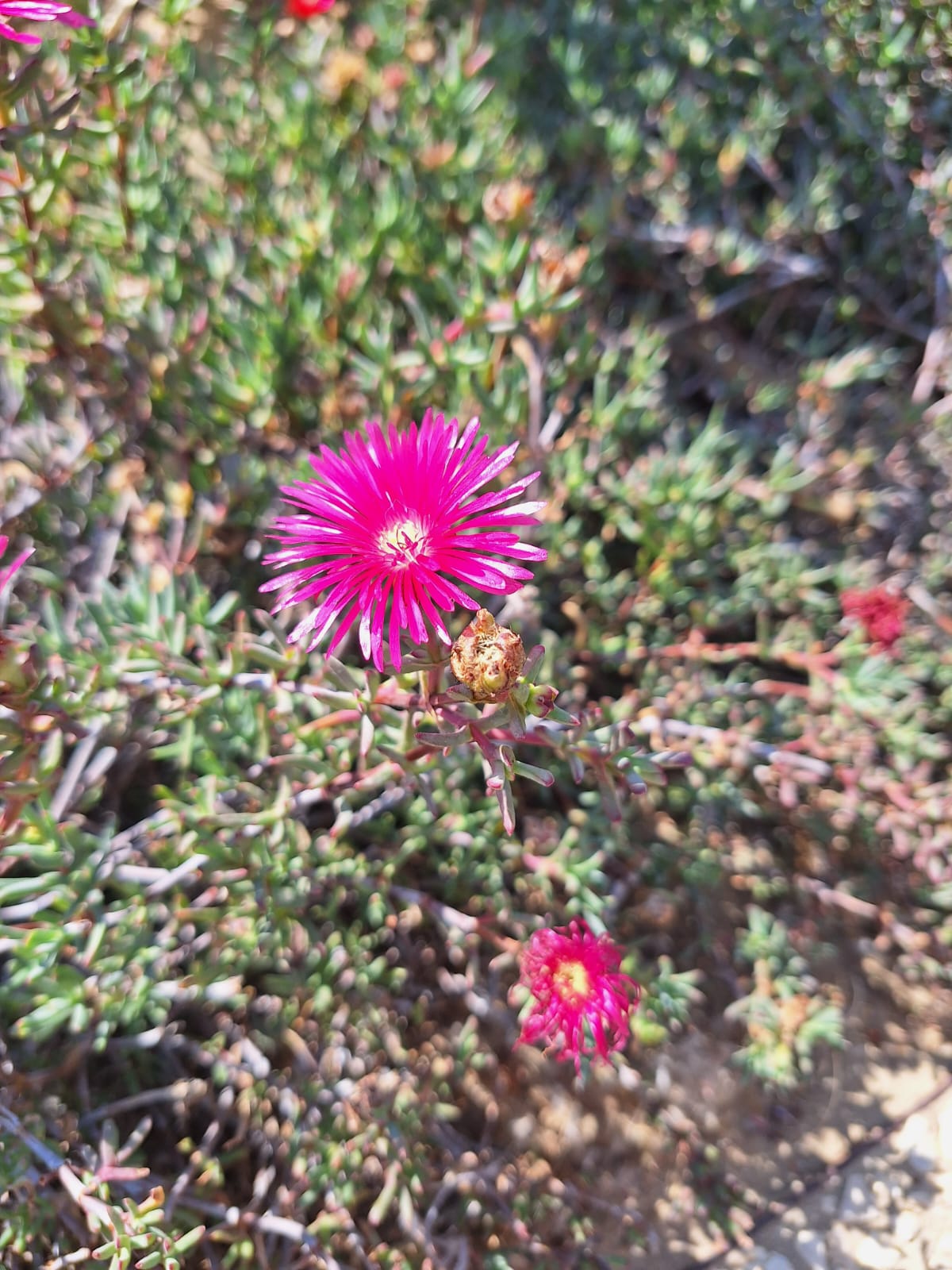 one small and pink Creepig Redflush flower 