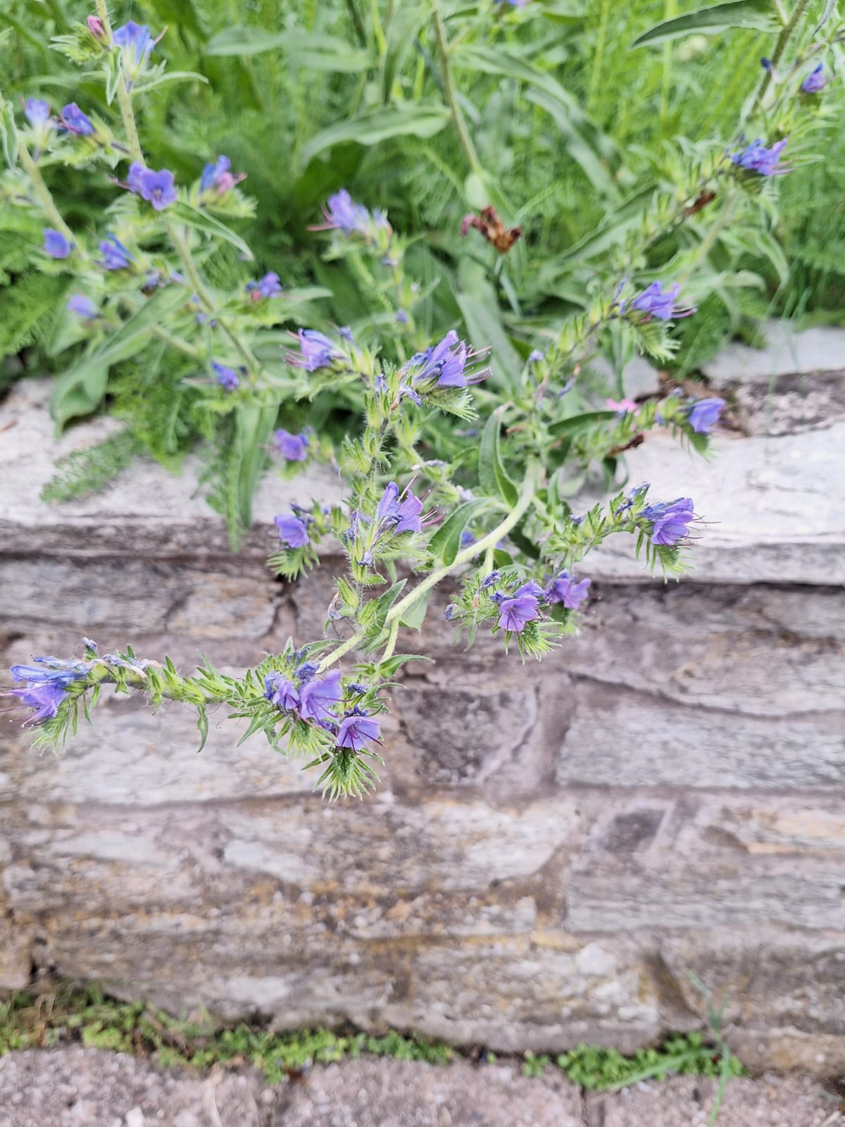many Viper's-Bugloss flowers growing together