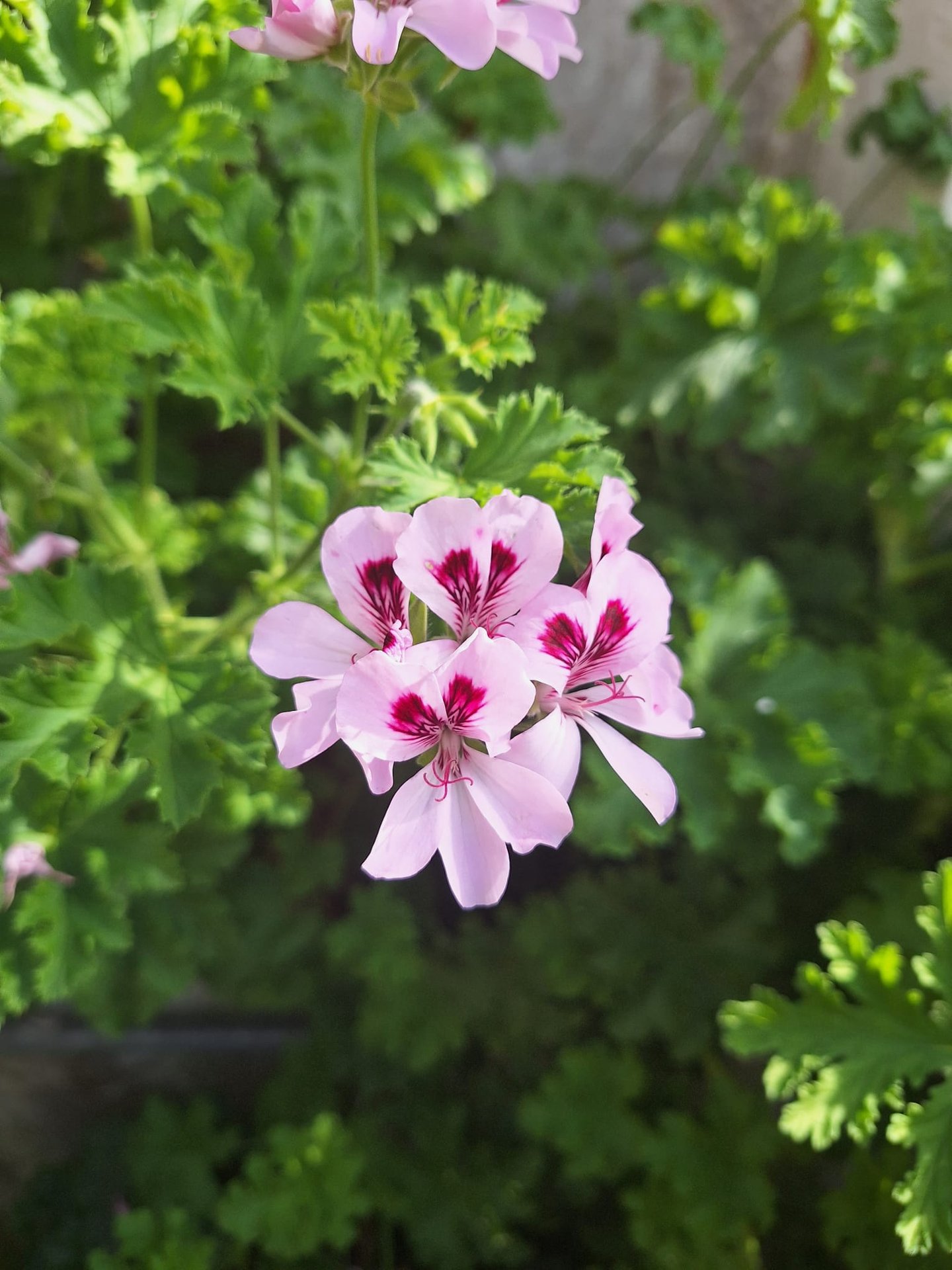 an flowring annual plant in full sun