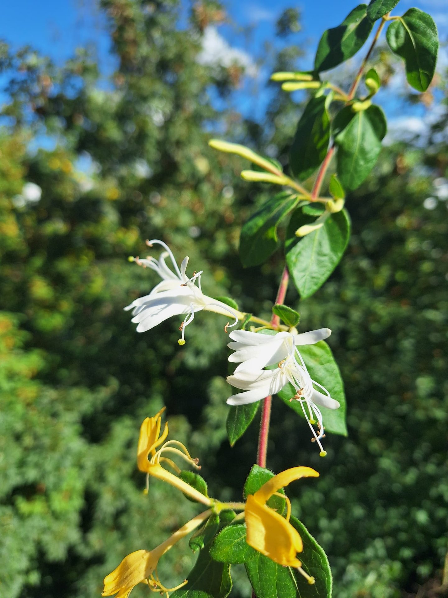 some flowers blooming on a green Sweet Box stem