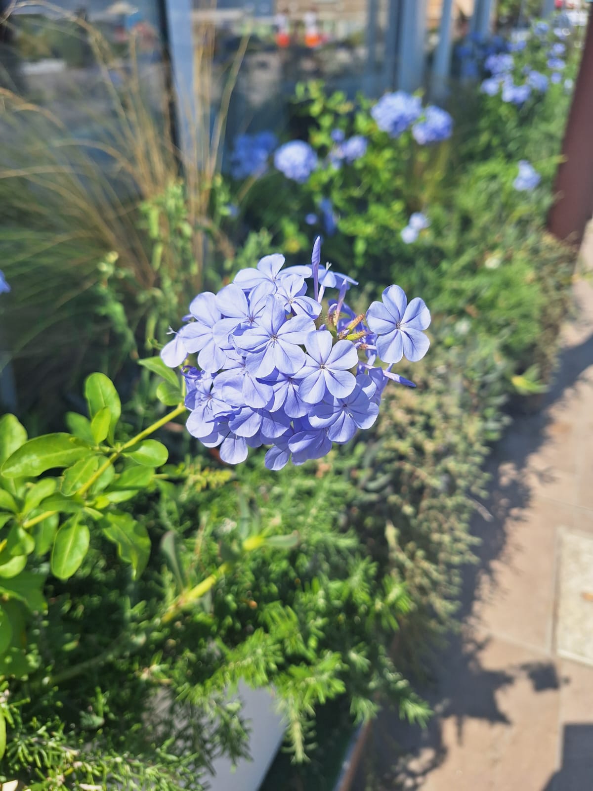 one big flowering Plumbago plant steam