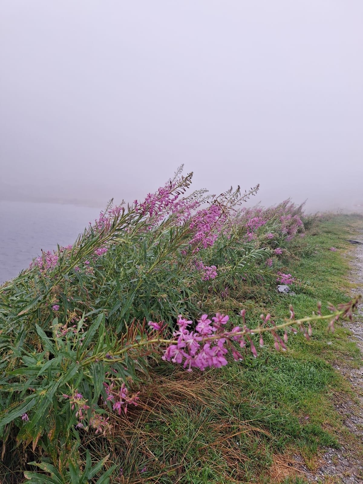 tall pink Fireweed flowers thriving in a cold, wet Alpine environment