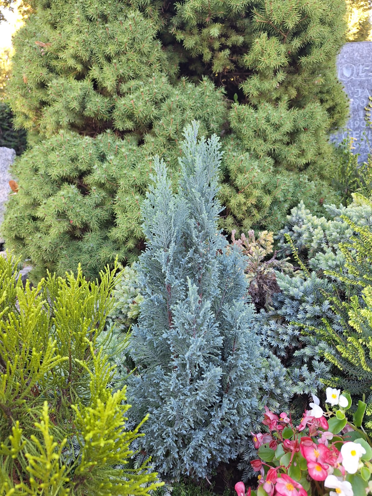 one green-blue evergreen Juniperus Horizontalis