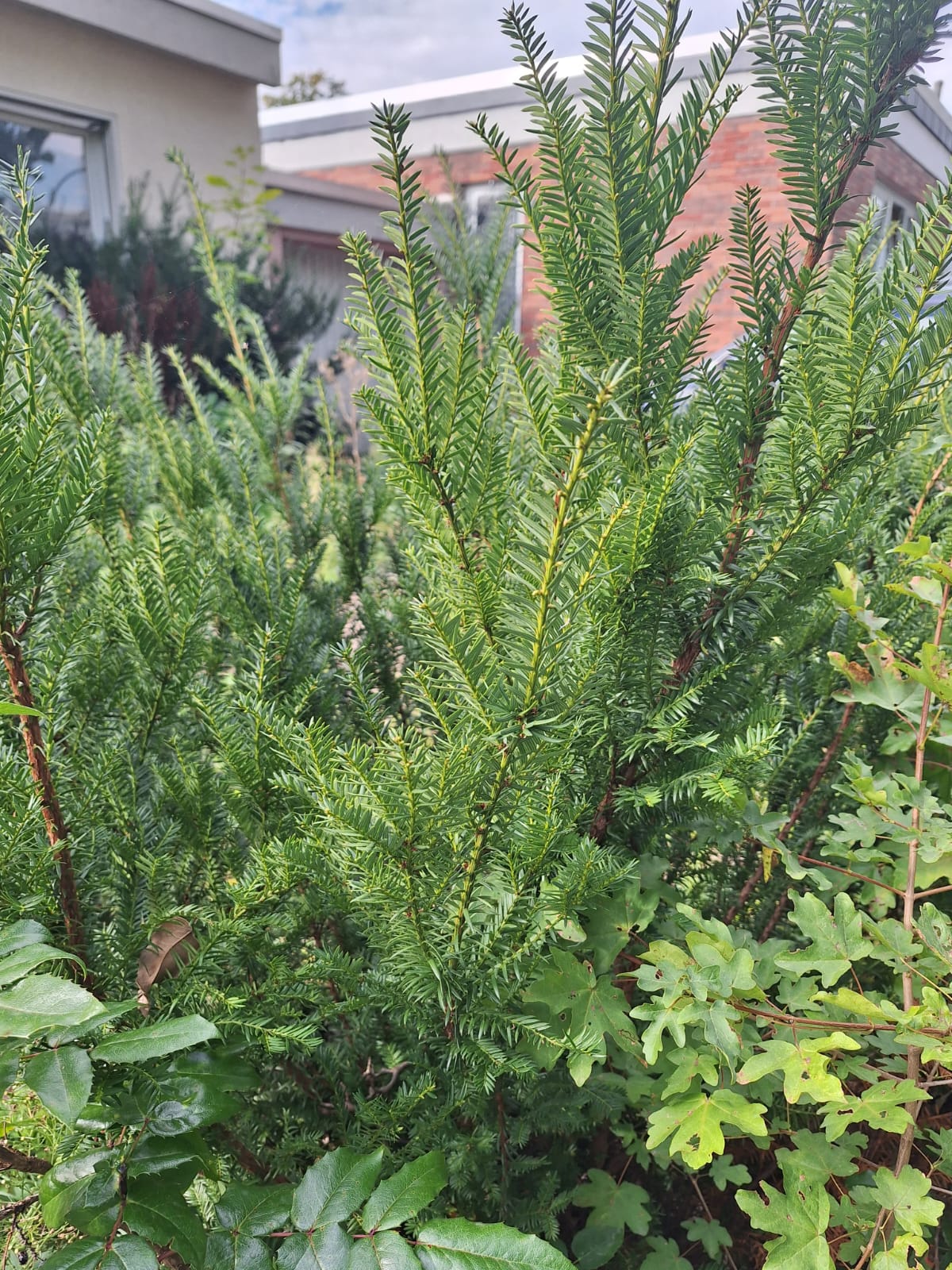 a shrub with green pine needles