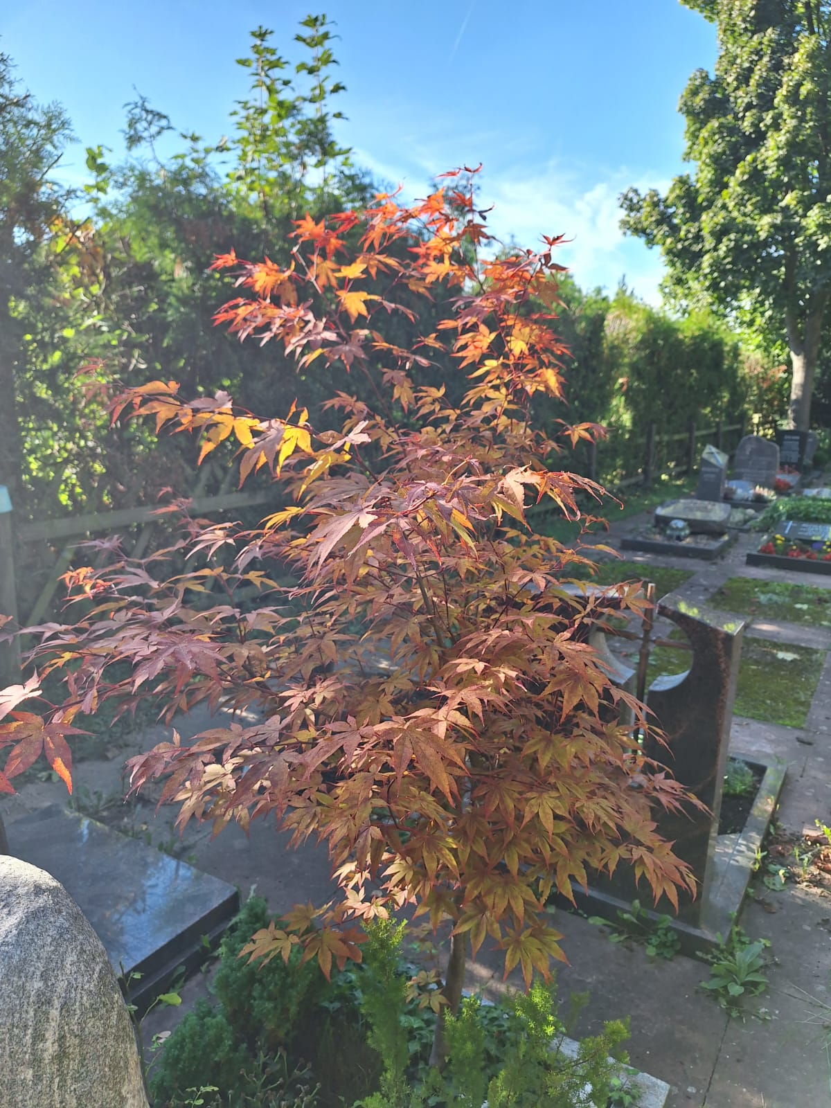 one small Japanese Marple with red leaves