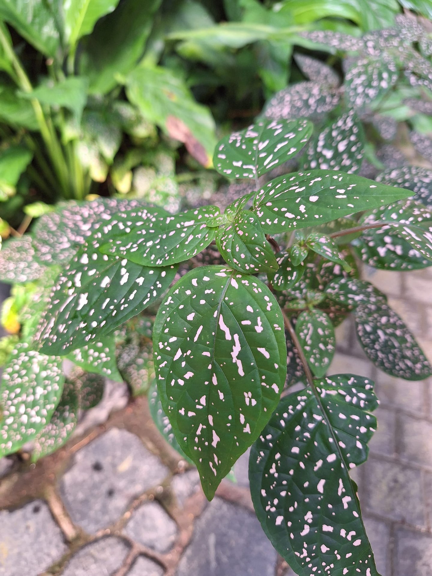 a leafy shade loving annual plant in a shady place