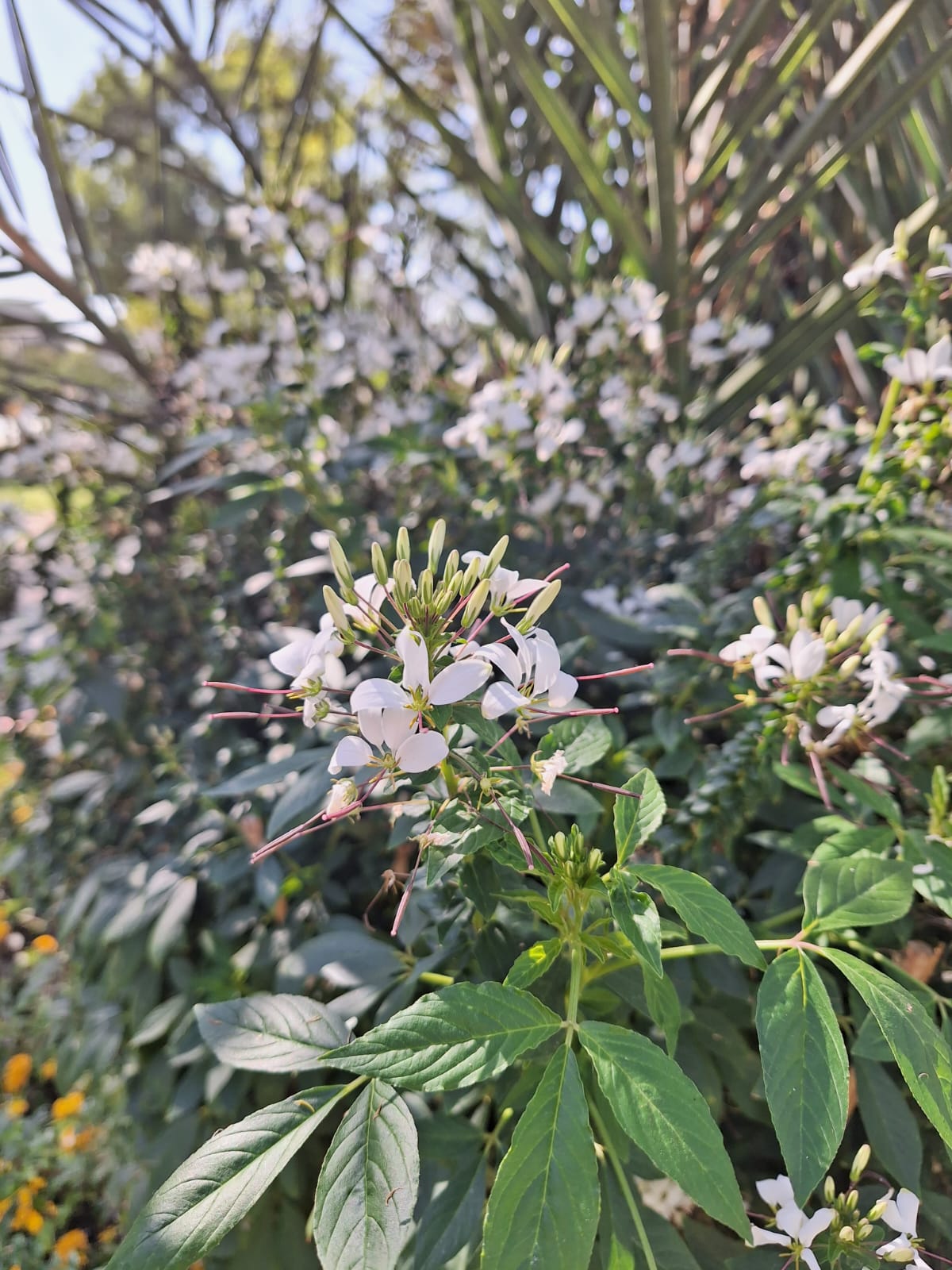 white African Cabbage flowers