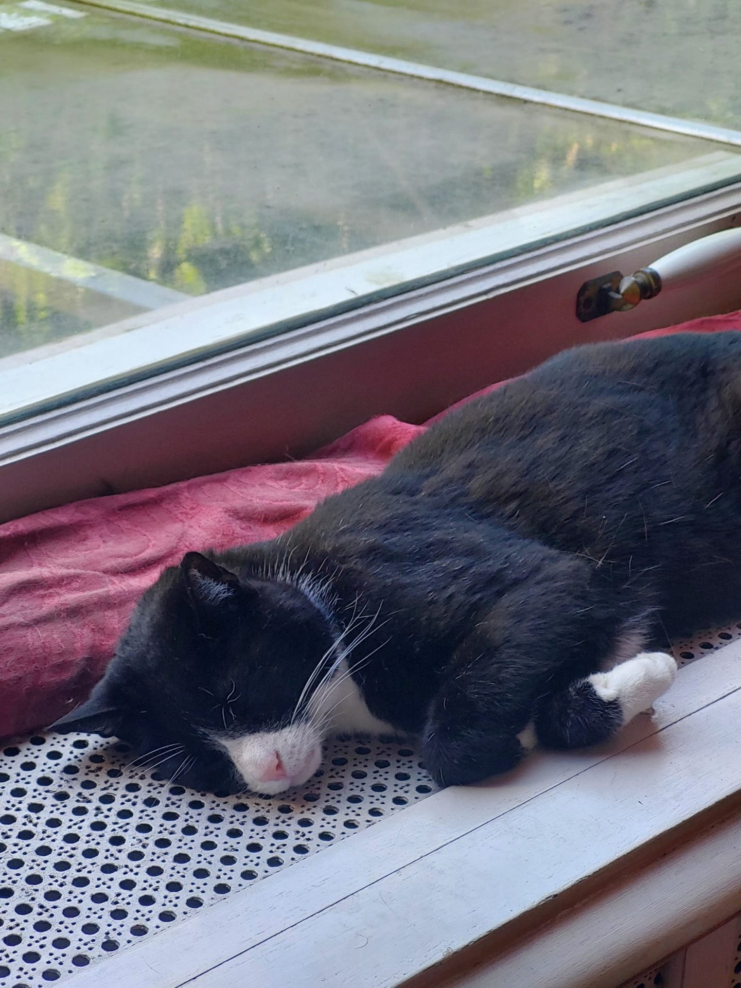 Katze im Katzenkabinett