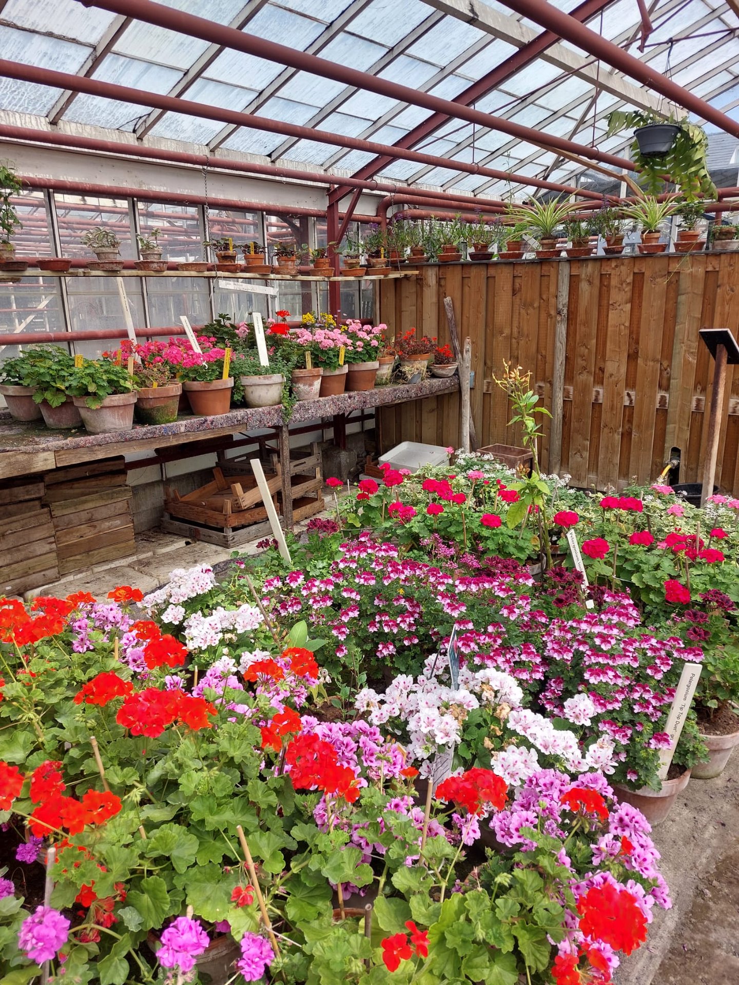 Blumen im Historischen Gartenbaumuseum Aalsmeer
