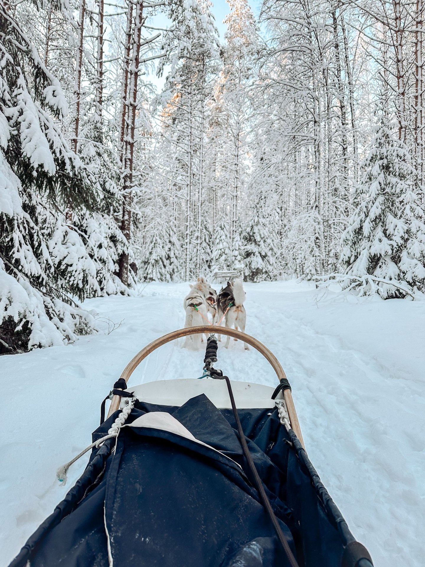 Dog sledding in Finland