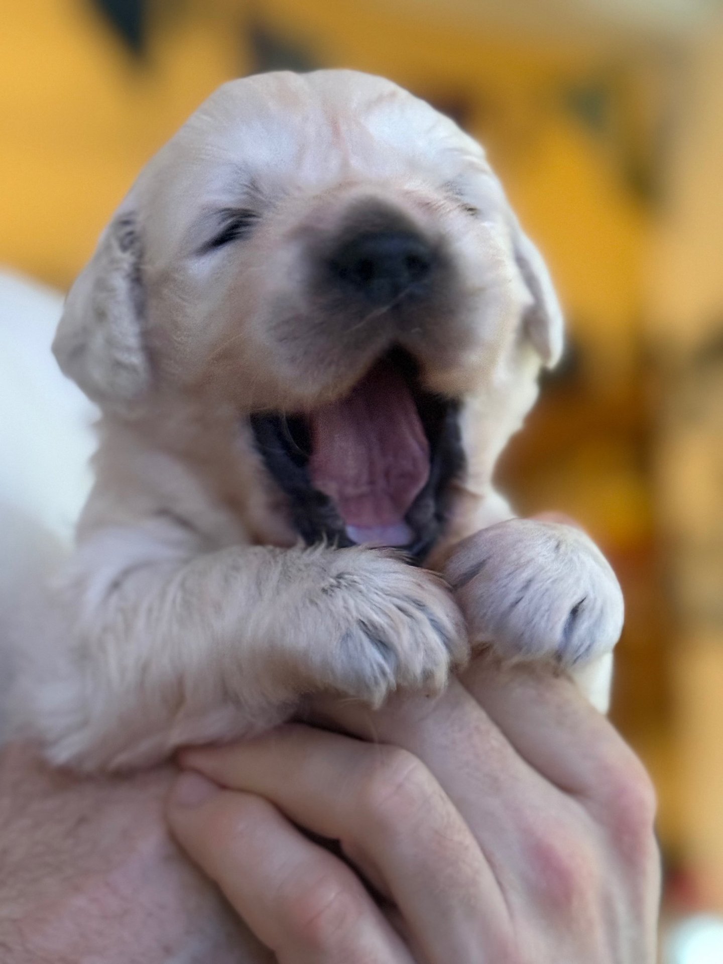 Time for Blue Puppy to wake up for worming treatment, weighing and some playing