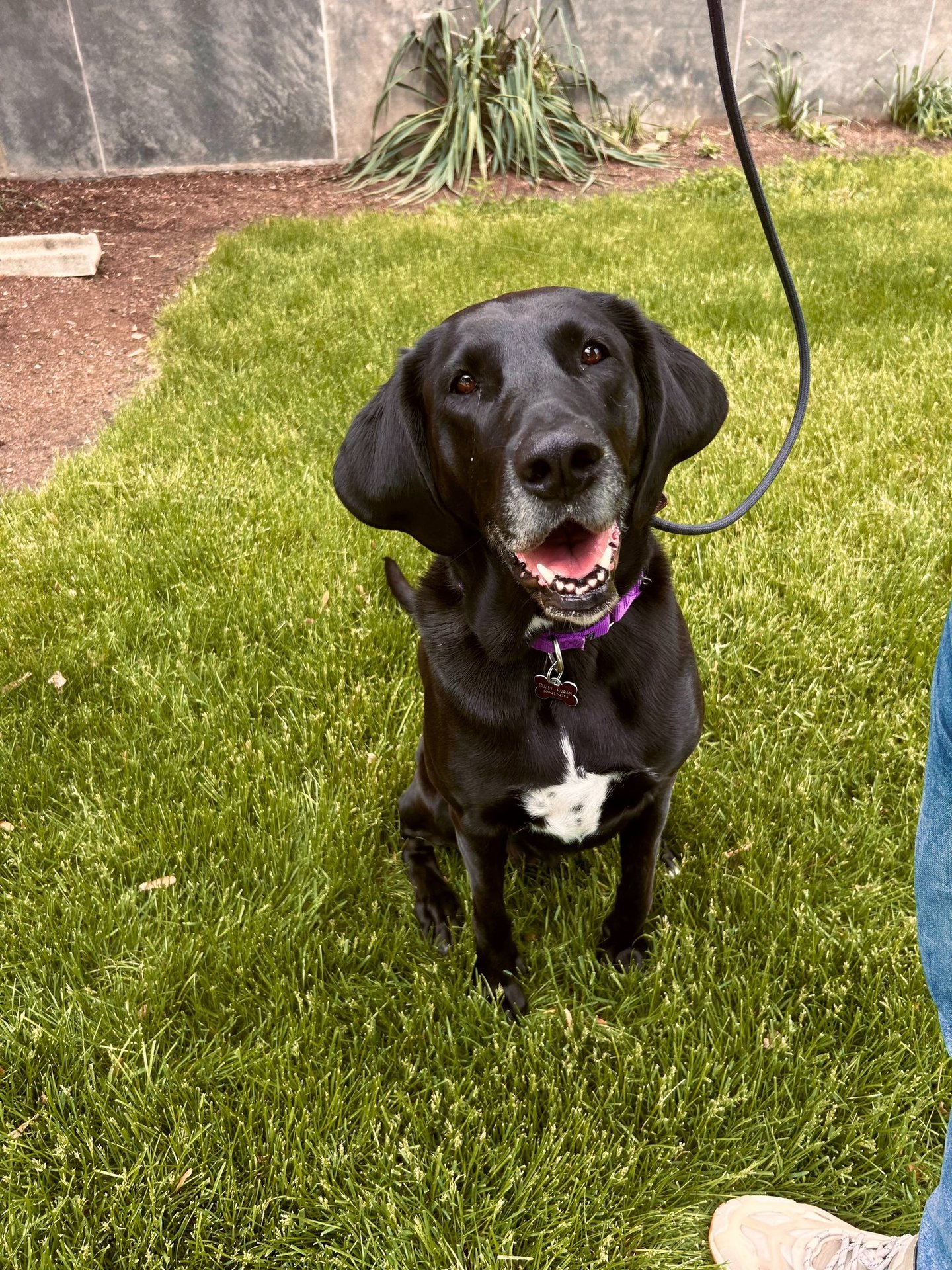 Black Dog Sitting in Garden