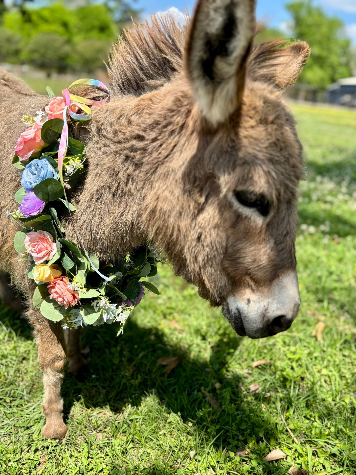 Mini Donkey Ruby Mae loves cuddles at each party
