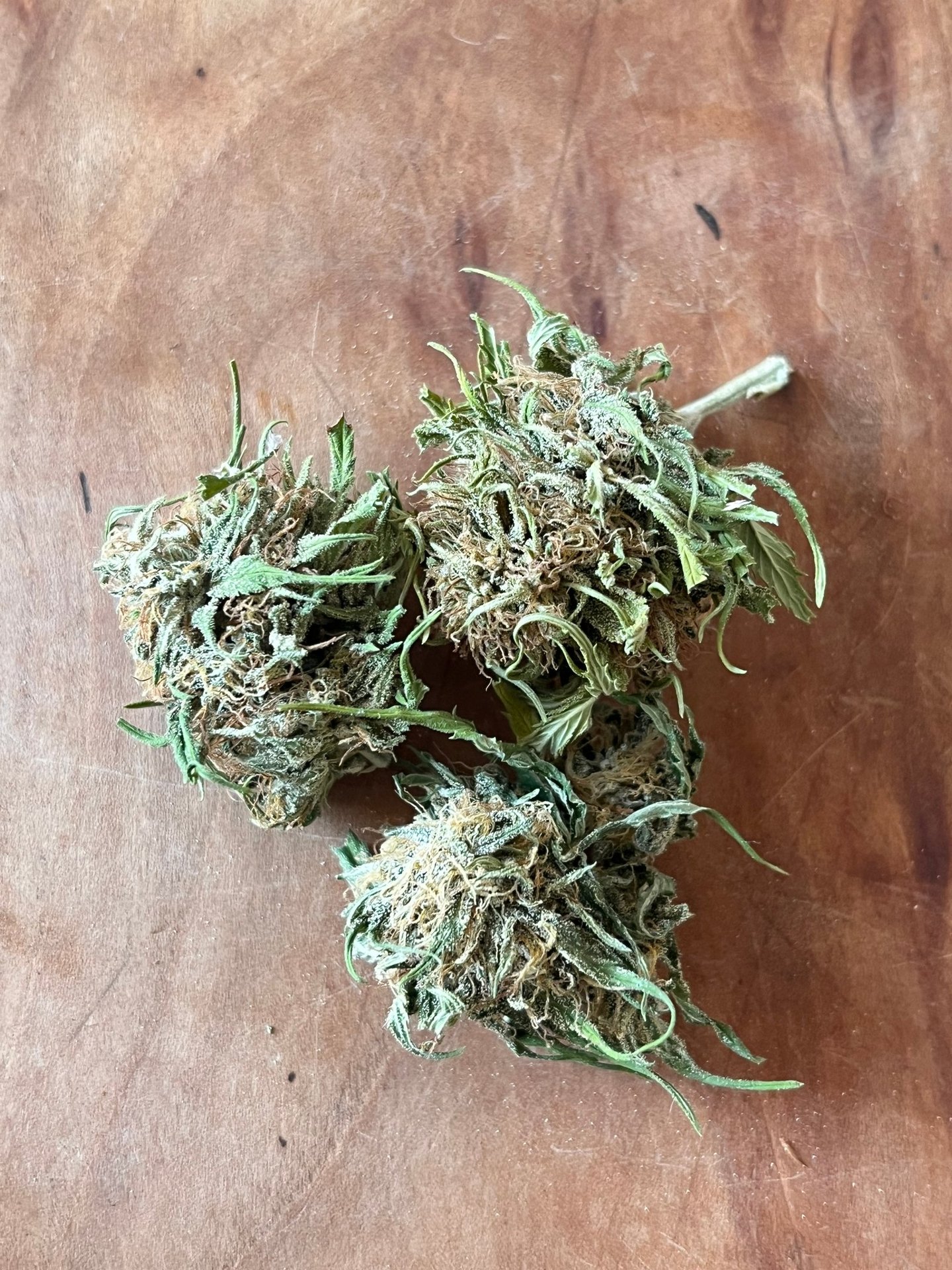 vente de fleurs de chanvre produire en bretagne sur le cap sizun en bio