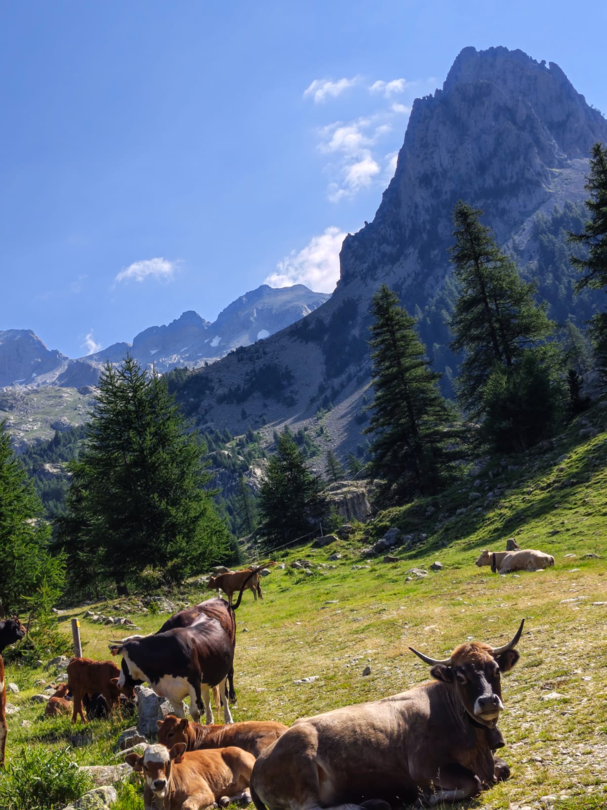 Vache sur fond de Mercantour