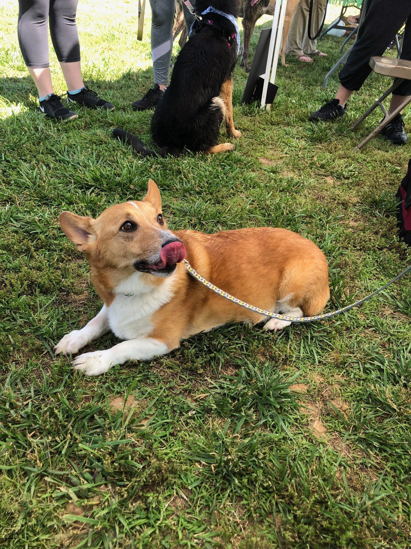Corgi Therapy Dog Einstein licking his nose.