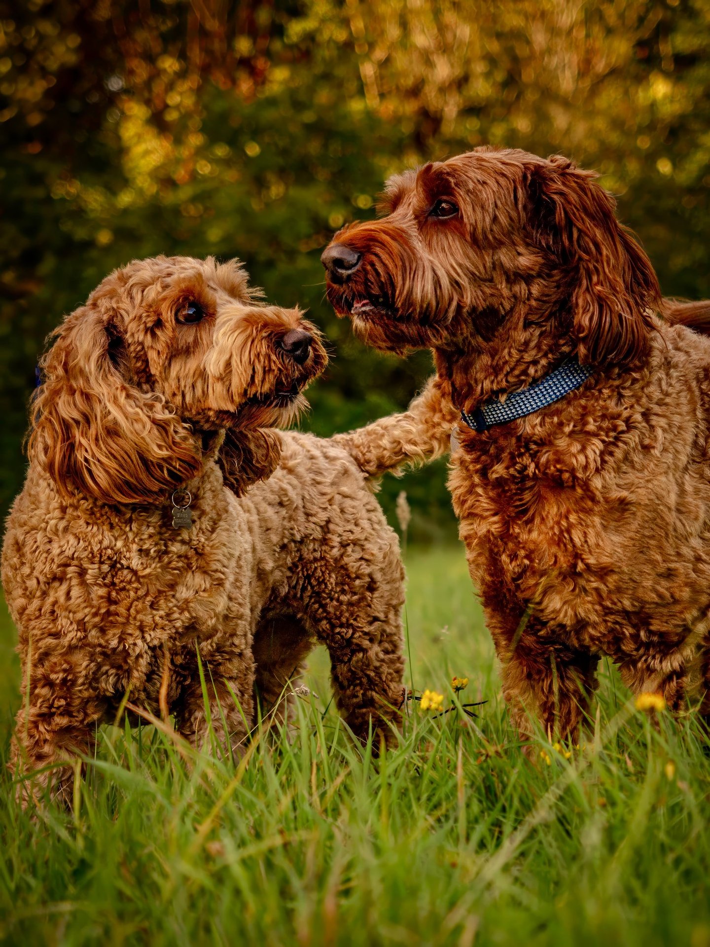 two dogs standing in the grass with trees in the background