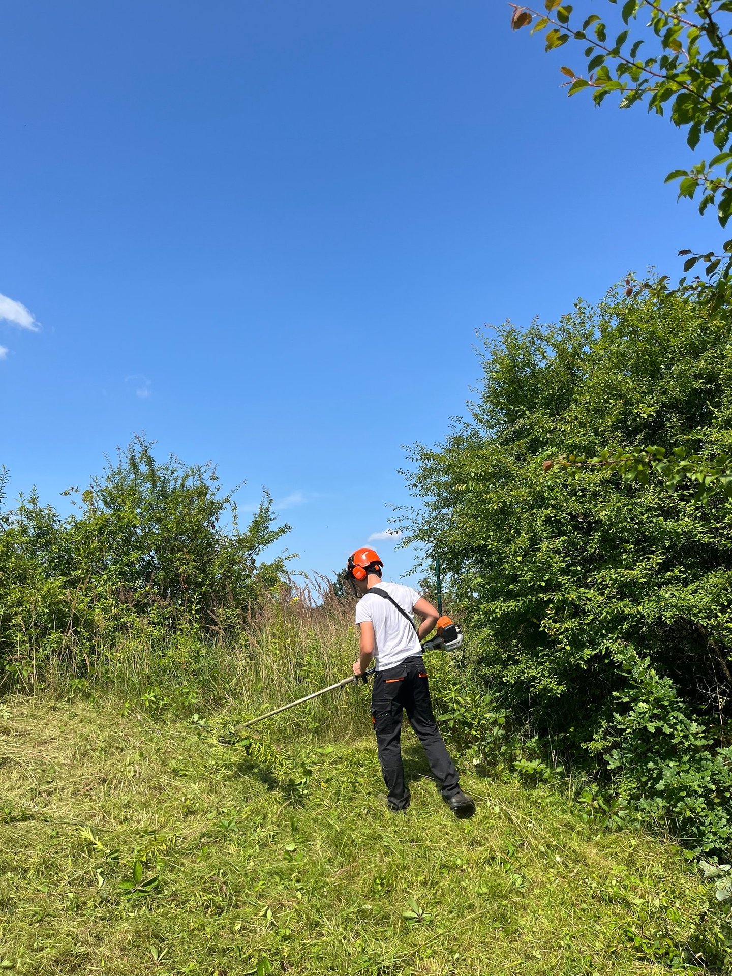 Apleistų sklypų tvarkymas – krūmų ir savaiminės augmenijos šalinimas trimeriu