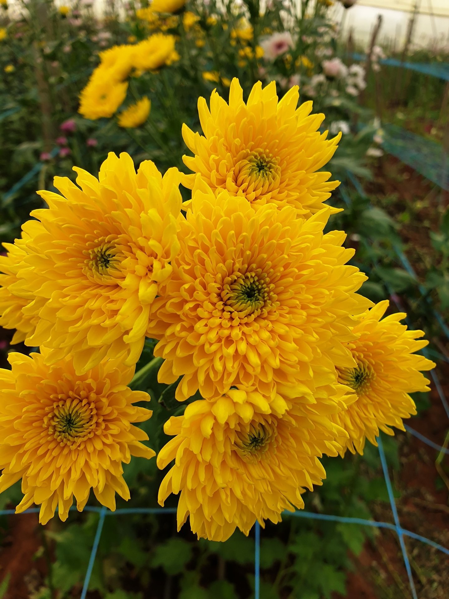 a bunch of yellow flowers in a garden