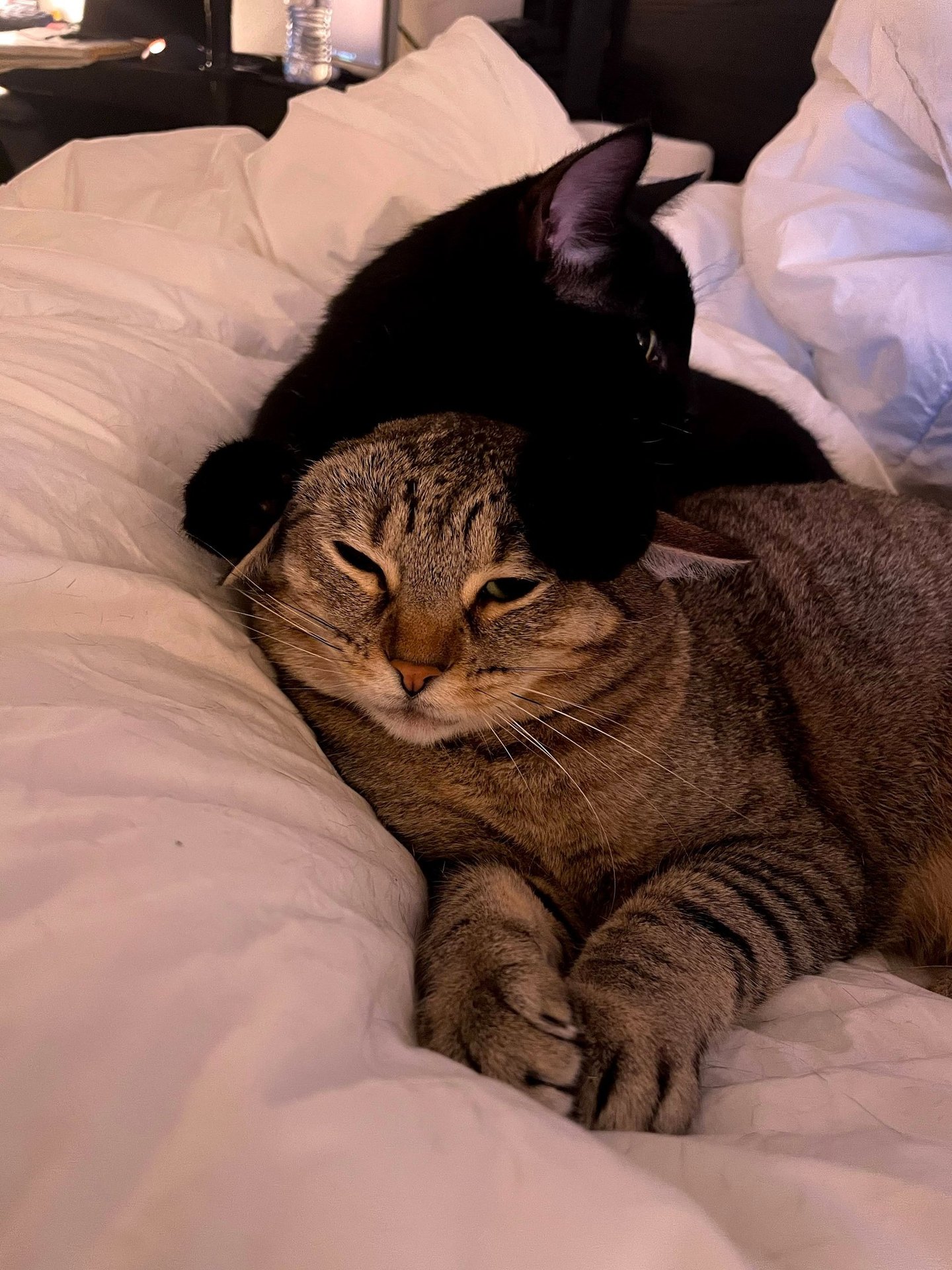 one black cat on top of a brown tabby