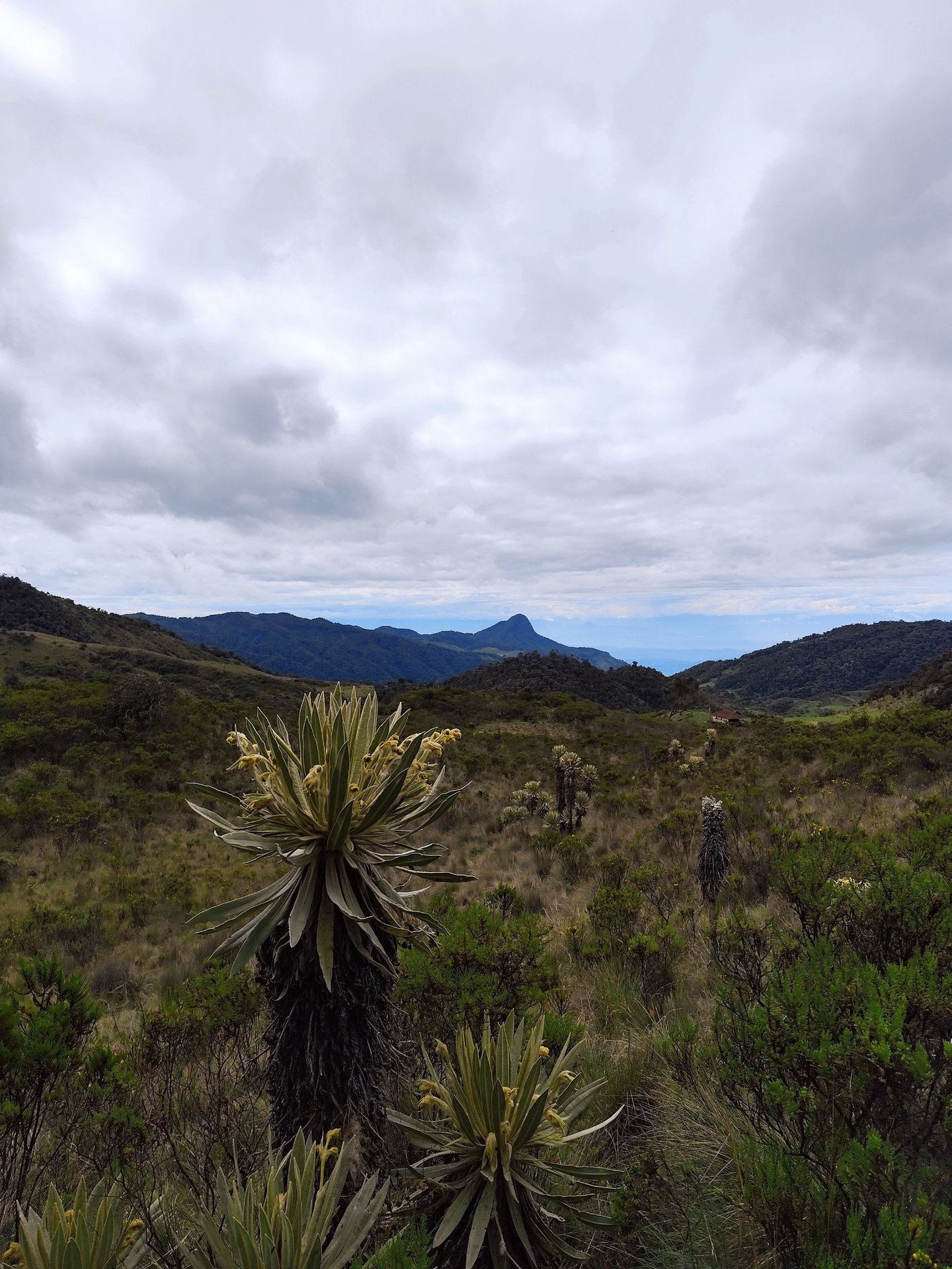 Frailejones y humedales en el páramo camino a Laguna Bombona.