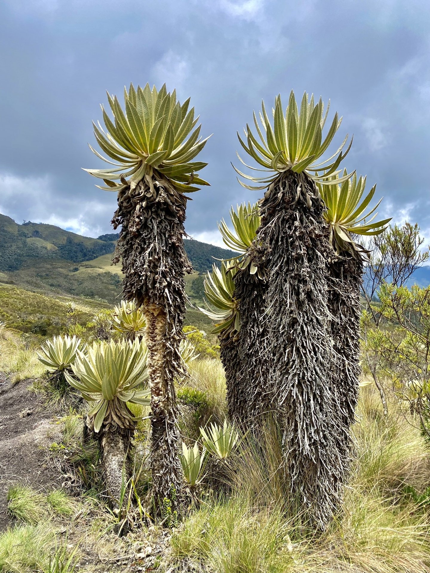 Frailejones en el páramo con niebla y montaña andina al fondo