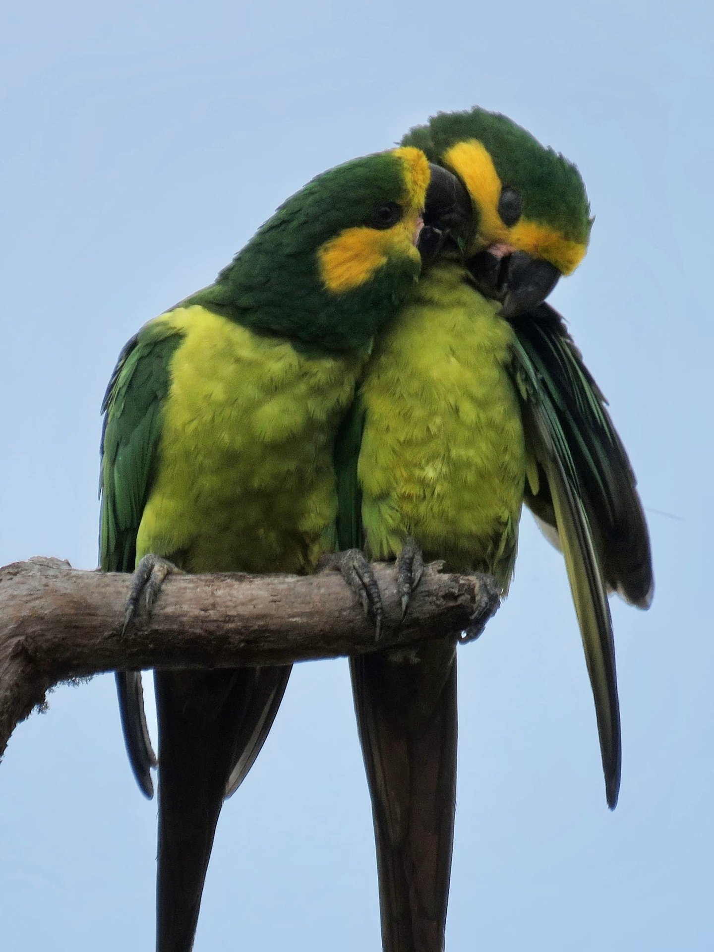Bosque de palma de cera hábitat del loro orejiamarillo en Anzoátegui