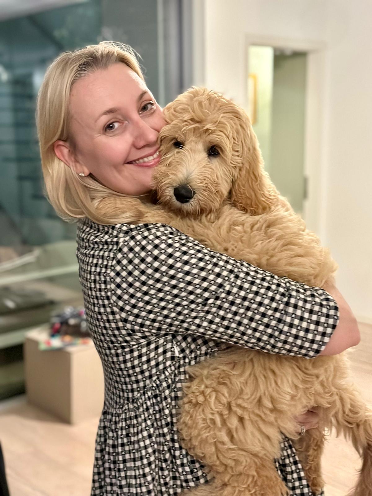 un golden doodle cucciolo in italia