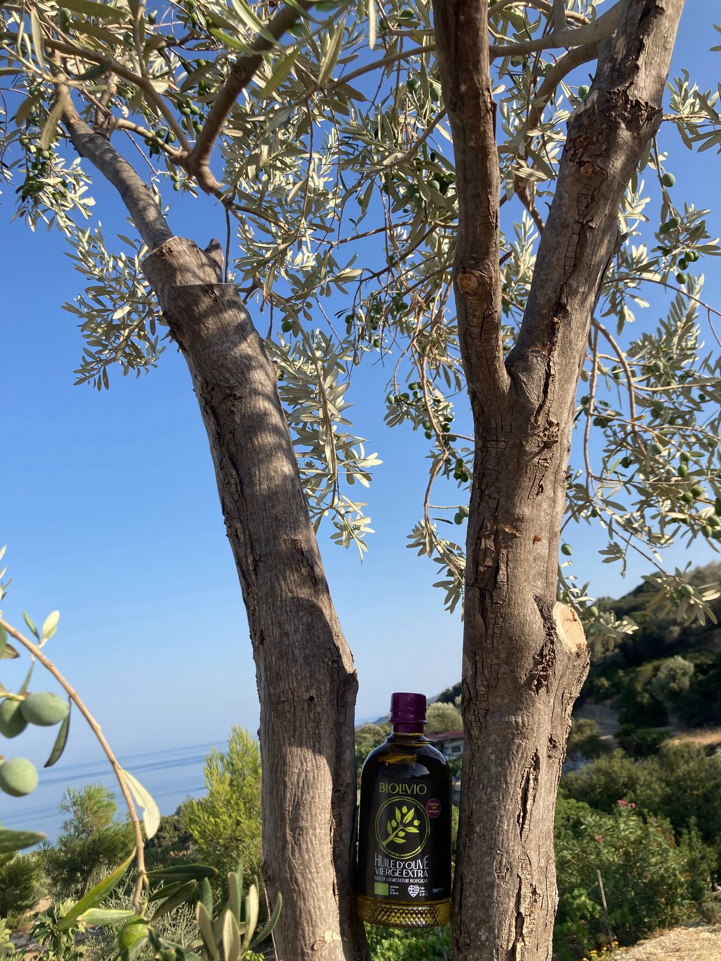 une bouteille d'huile d'olive bio dans un arbre