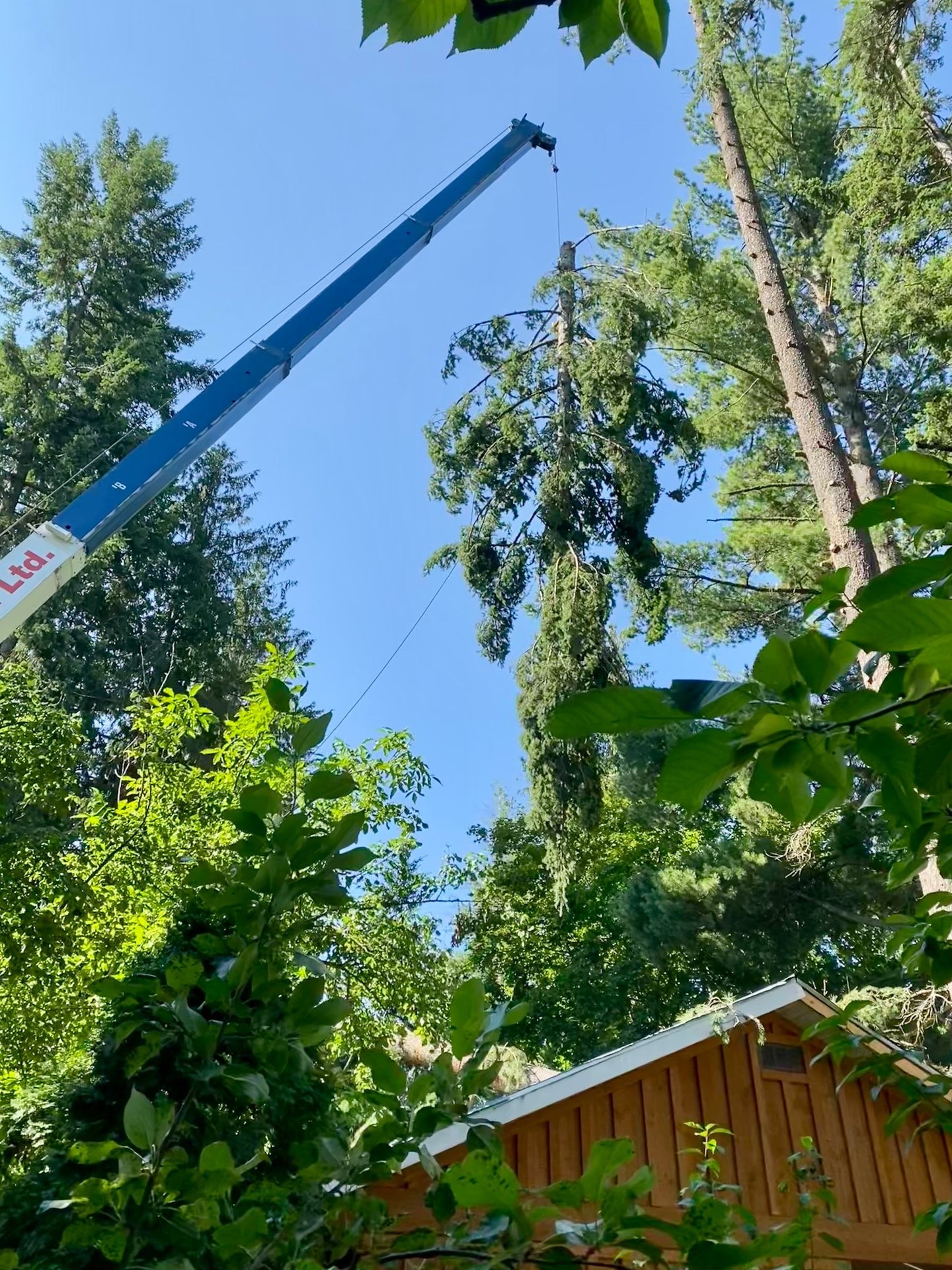 Large cottonwood removal in Tappen
