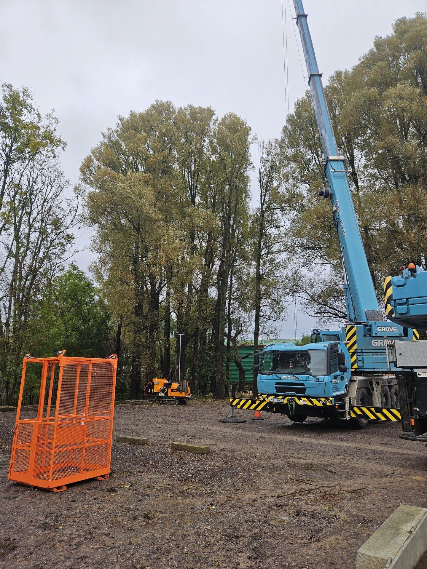 removing a tree with a crane